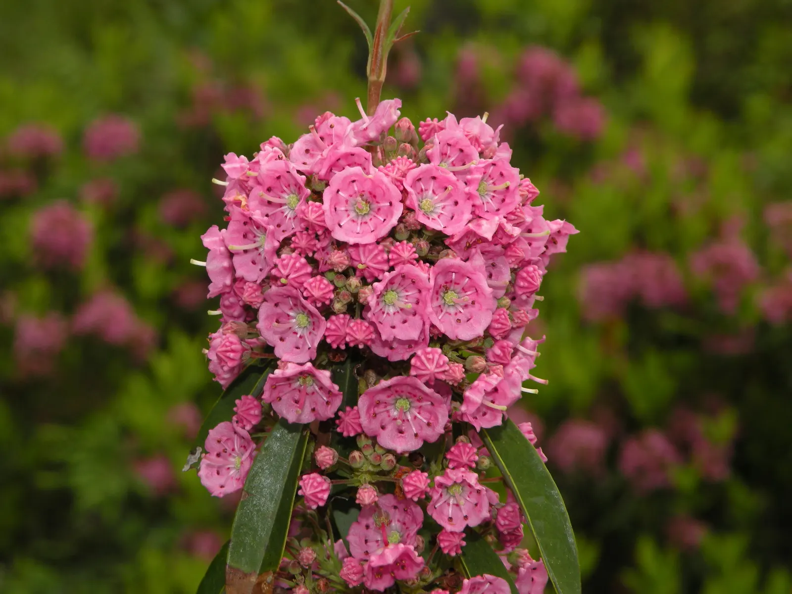 Sheep Laurel (Kalmia Angustifolia) — scientifically known as Kalmia angustifolia; the Sheep Laurel offers a low-maintenance option, image 57