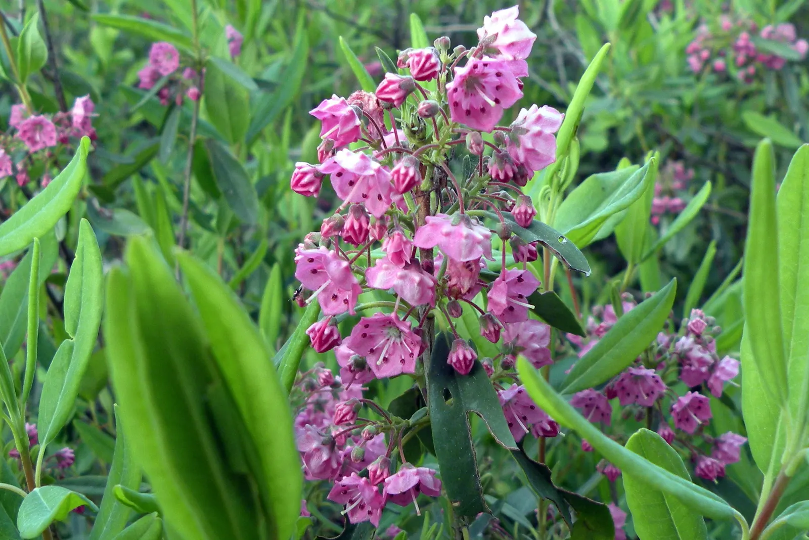 Sheep Laurel (Kalmia Angustifolia) — is an enchanting evergreen shrub native to North America; it reaches a mature height of 2-3 feet with a similar spread
