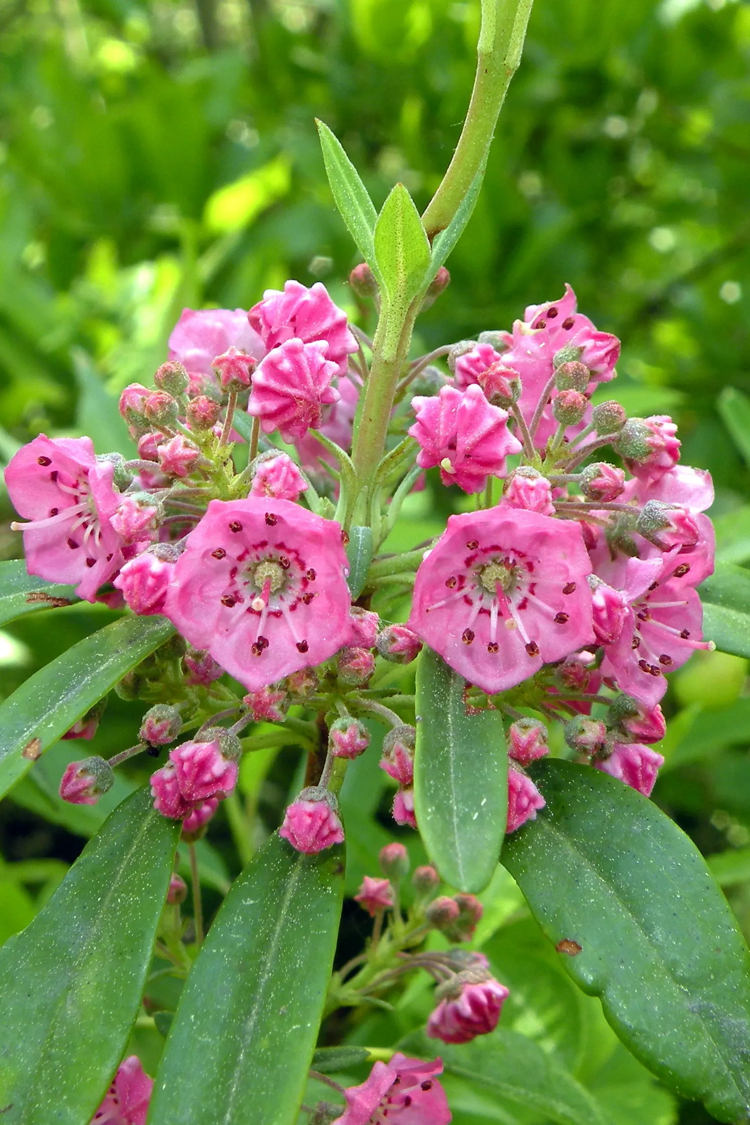 Sheep Laurel (Kalmia Angustifolia) — scientifically known as Kalmia angustifolia