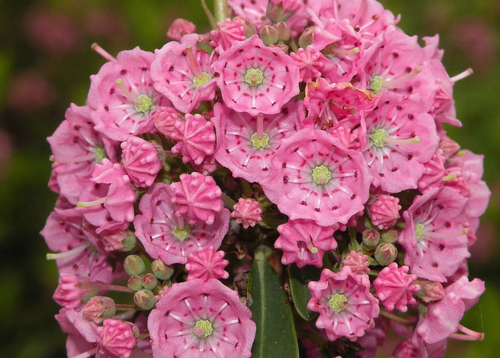 Sheep Laurel (Kalmia Angustifolia) — commonly known as Sheep Laurel; in late spring to early summer, it boasts clusters of vibrant pink flowers
