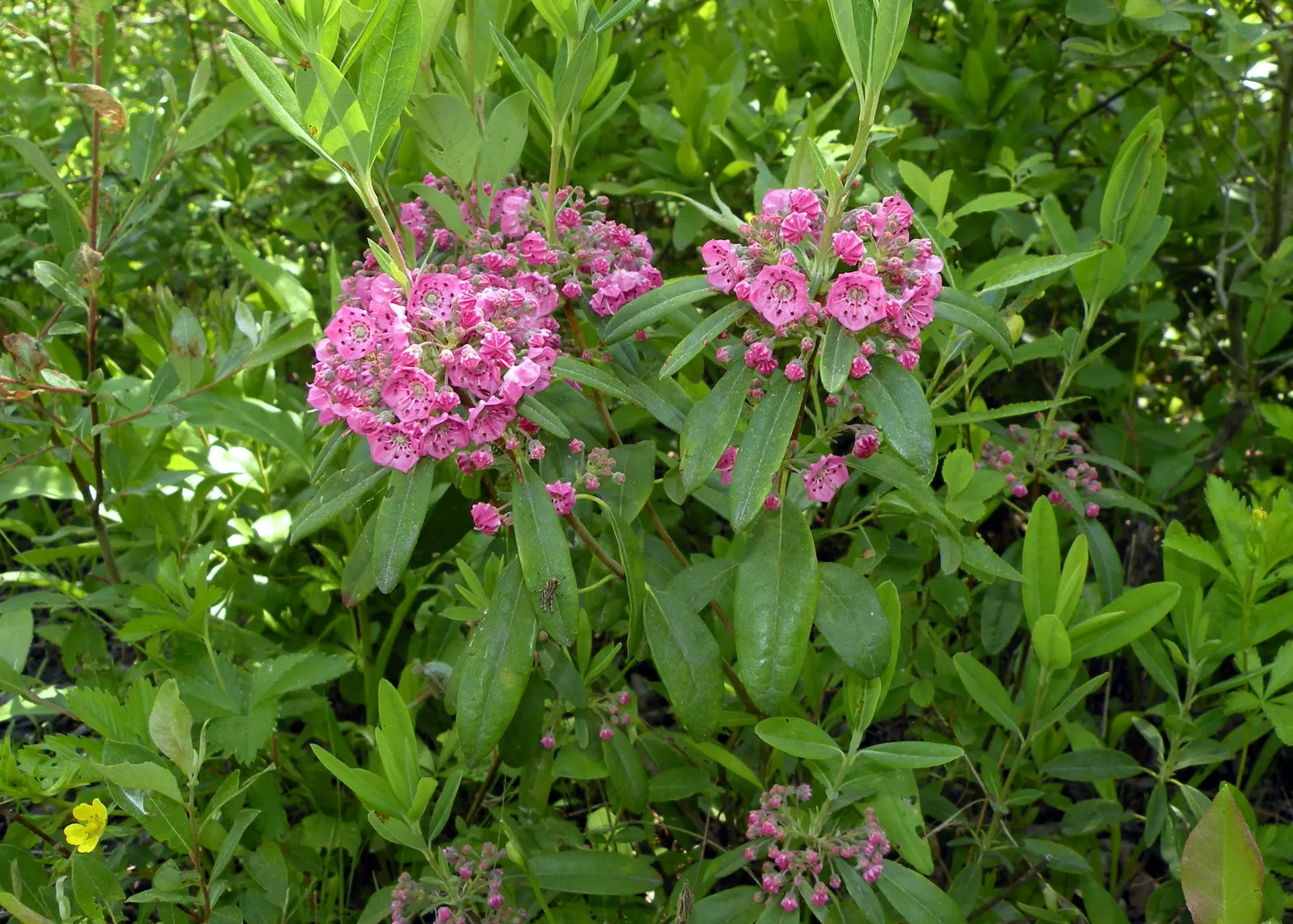 Sheep Laurel (Kalmia Angustifolia) — the Sheep Laurel creates a dense; evergreen shrub native to North American bogs and pine barrens