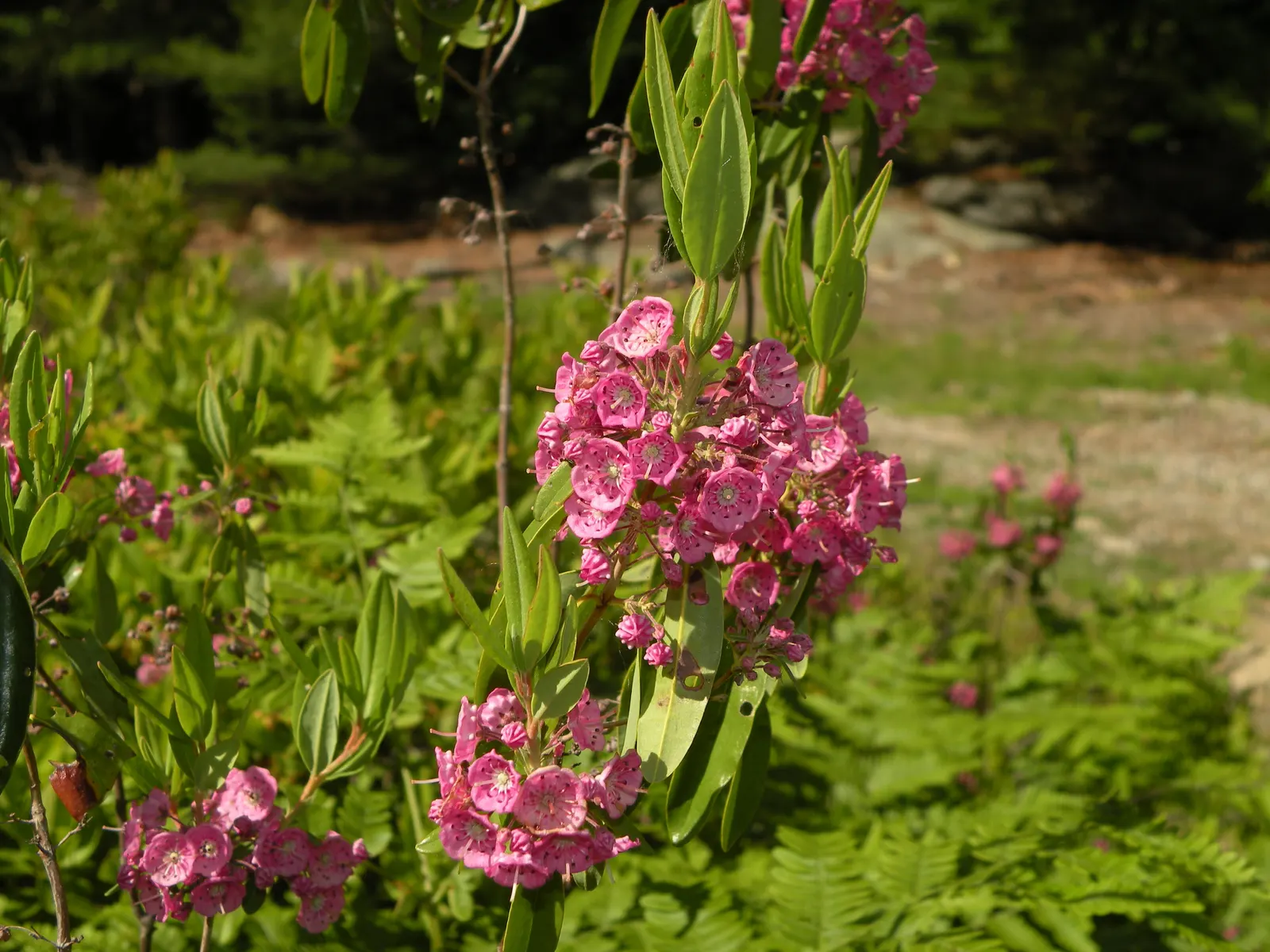 Sheep Laurel (Kalmia Angustifolia) — Generally achieving a mature height of 2 to 3 feet and a similar spread of 2 to 3 feet; come late spring to, image 60