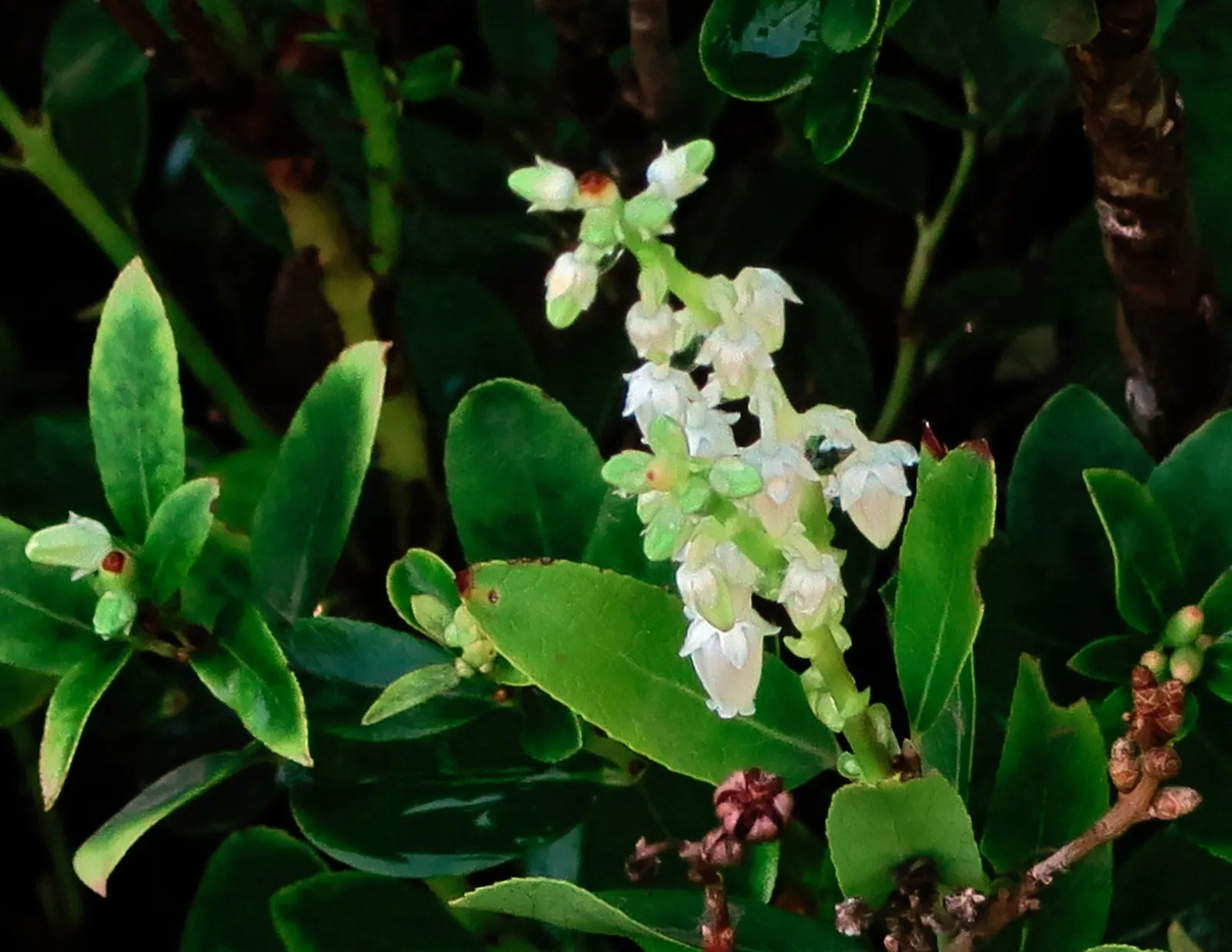 Sheep Laurel (Kalmia Angustifolia) — The Sheep Laurel offers a low-maintenance option