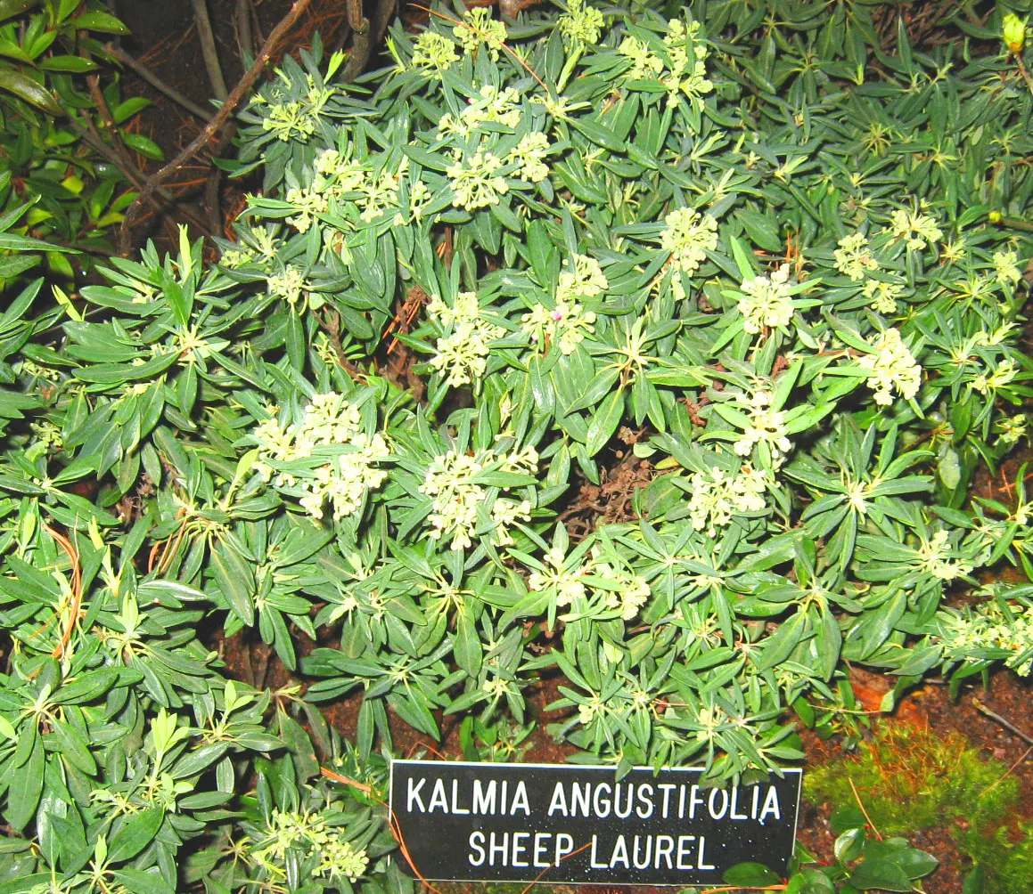 Sheep Laurel (Kalmia Angustifolia) — In late spring to early summer, it boasts clusters of vibrant pink flowers; shrub for full or half
