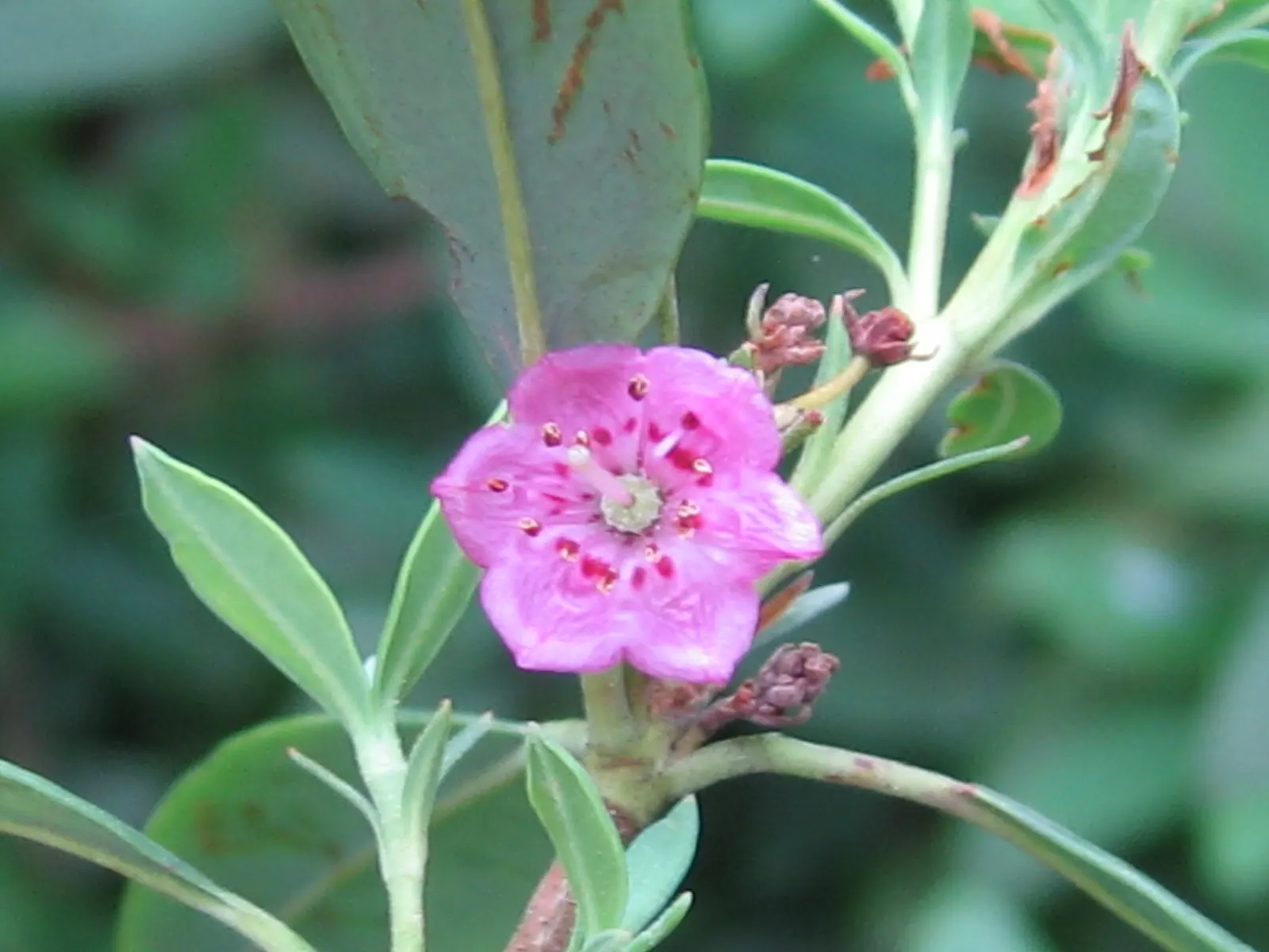 Sheep Laurel (Kalmia Angustifolia) — commonly known as Sheep Laurel; in late spring to early summer, it boasts clusters of vibrant pink flowers, image 51