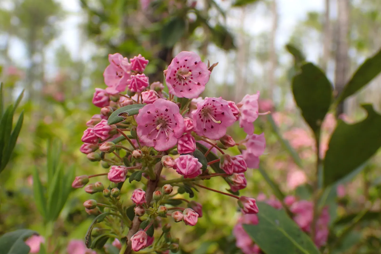 Sheep Laurel (Kalmia Angustifolia) — requiring minimal pruning solely to maintain desired shape or remove damaged growth; commonly known as Sheep Laurel