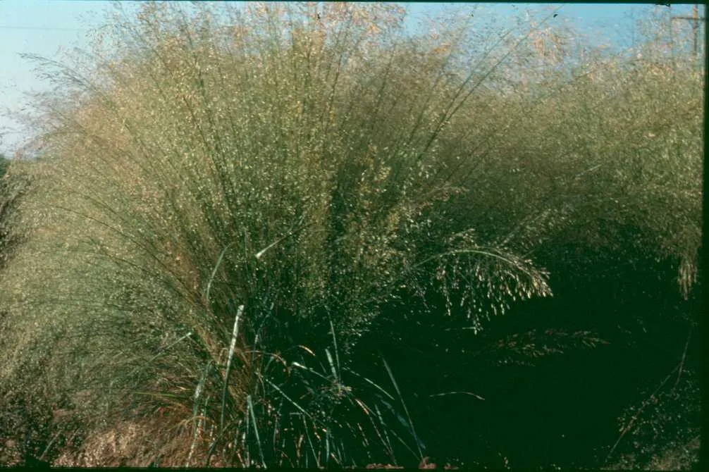 Plains Lovegrass (Eragrostis Intermedia) — commonly called Plains Lovegrass