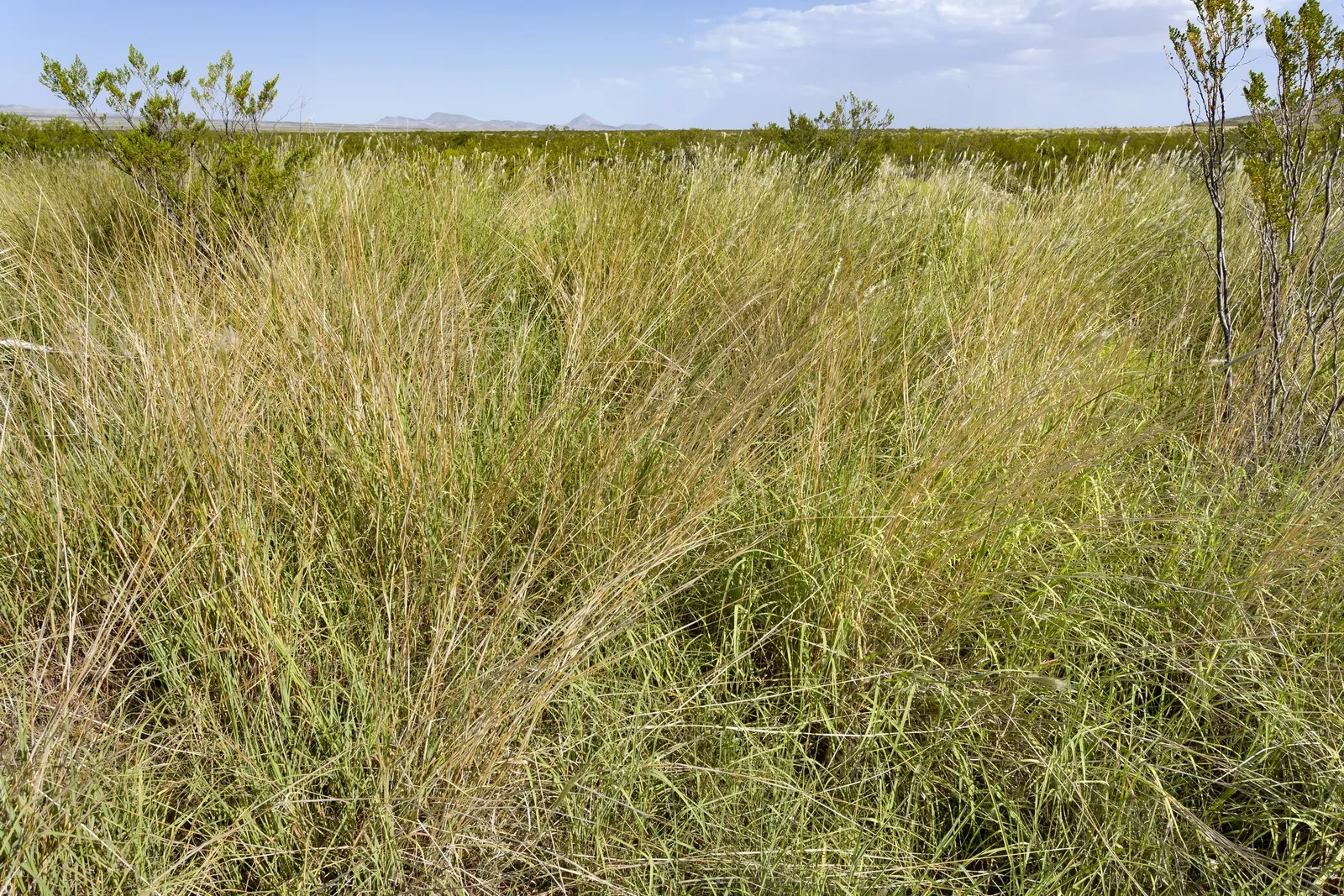 Plains Lovegrass (Eragrostis Intermedia) — is a warm-season perennial grass thriving in USDA zones 5-9