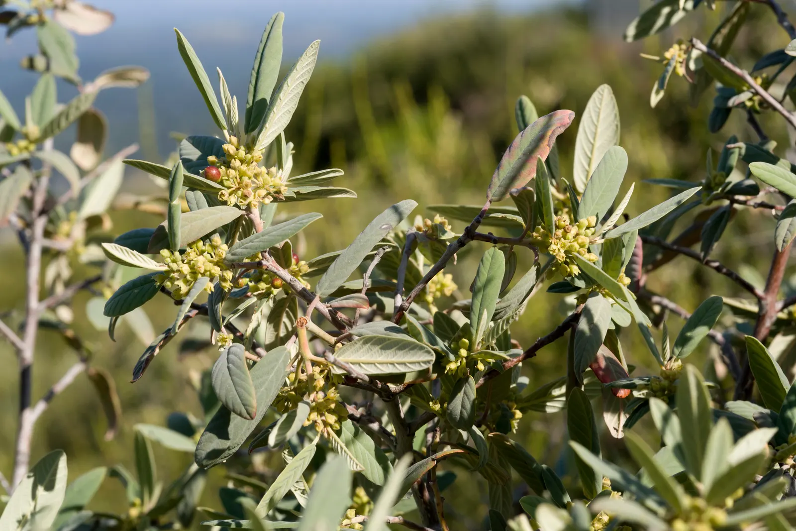California Coffeeberry (Frangula Californica) — This resilient native shrub boasts glossy