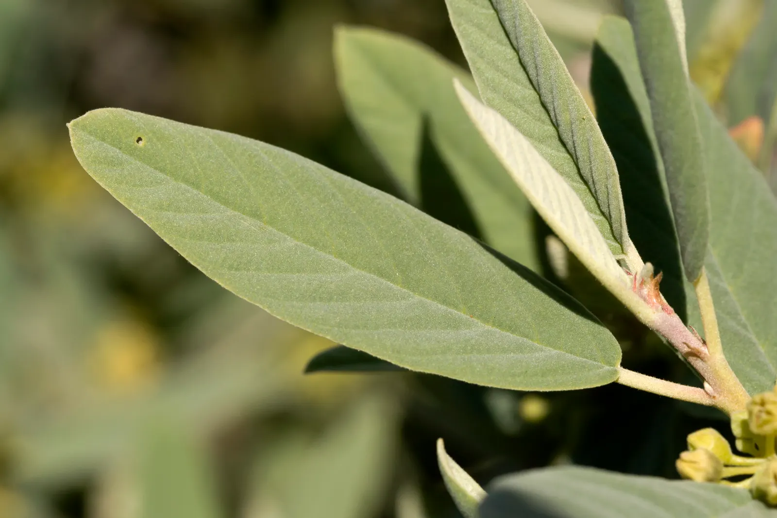 California Coffeeberry (Frangula Californica) — with mature dimensions of 6-8 feet in height and spread