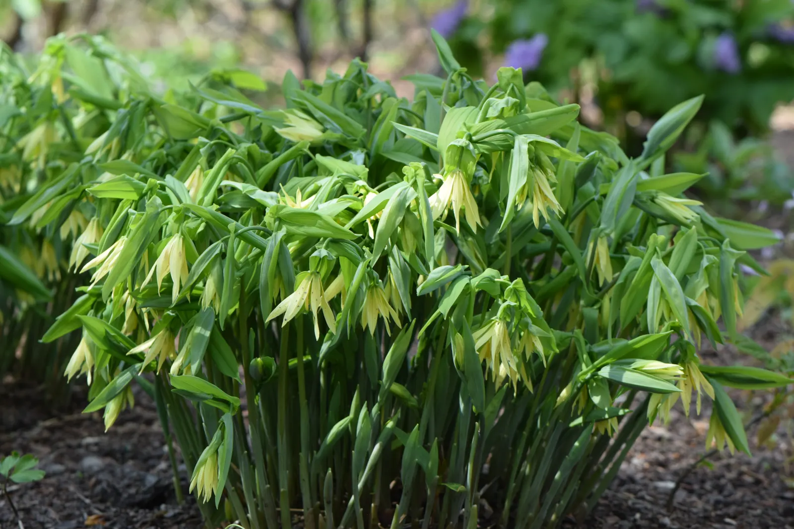 Bellwort (Uvularia Grandiflora) — bulb / perennial for deep shade or shade; woodland aesthetic for the client to enjoy, image 69