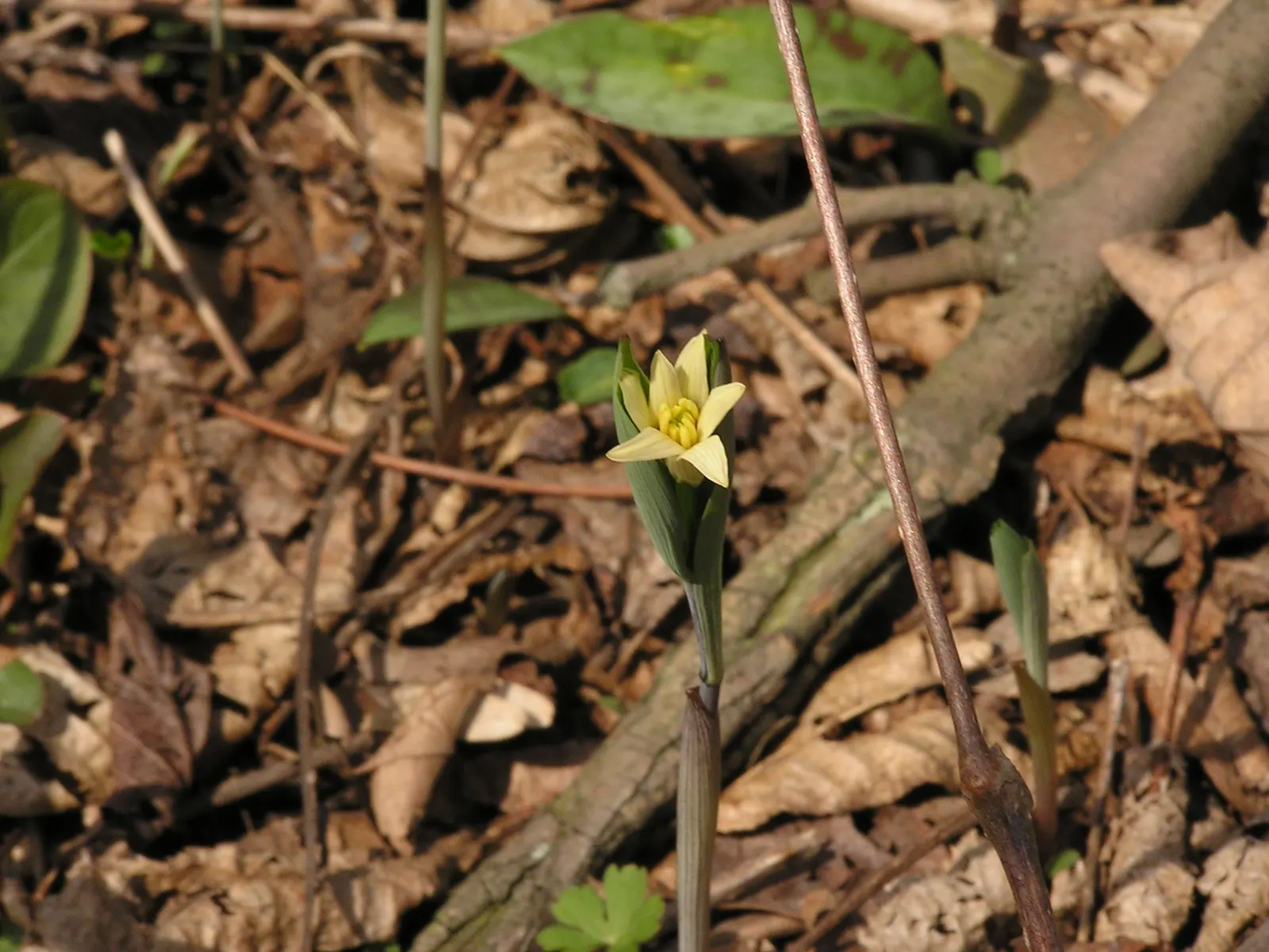 Bellwort (Uvularia Grandiflora) — woodland aesthetic for the client to enjoy; bulb / perennial with yellow blooms
