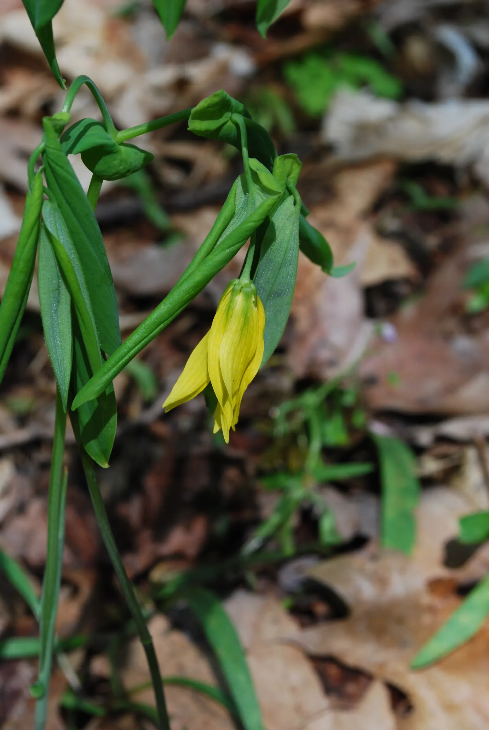 Bellwort (Uvularia Grandiflora) — A component of the Colchicaceae family; smooth texture that adds to its visual appeal, image 78