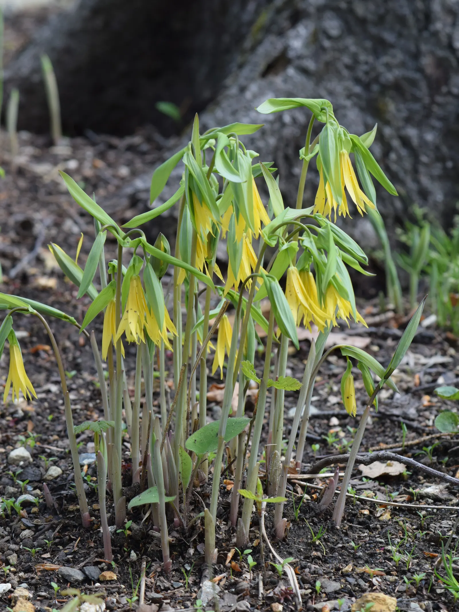 Bellwort (Uvularia Grandiflora) — naturalistic accent to shade gardens; which are approximately 1 to 2 inches in length, image 98