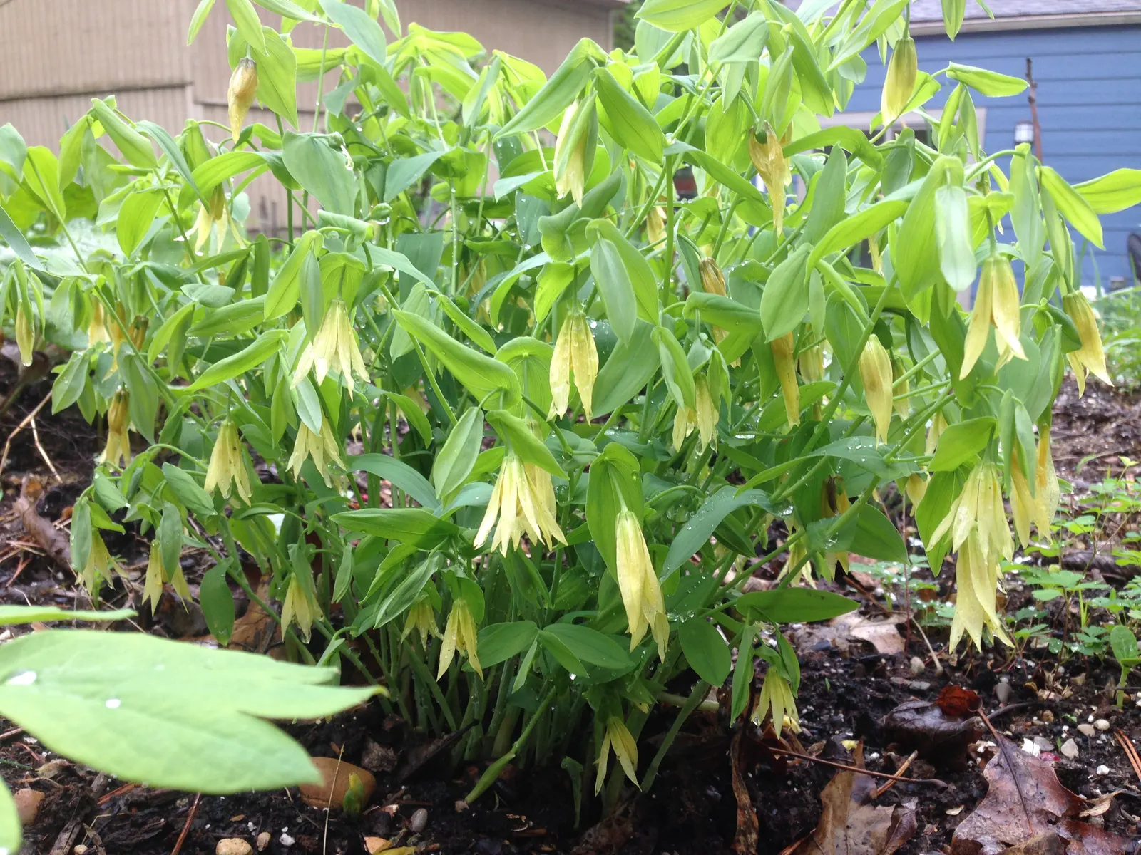 Bellwort (Uvularia Grandiflora) — it thrives in USDA hardiness zones 3 through 9; yellow flowers in the garden, image 56