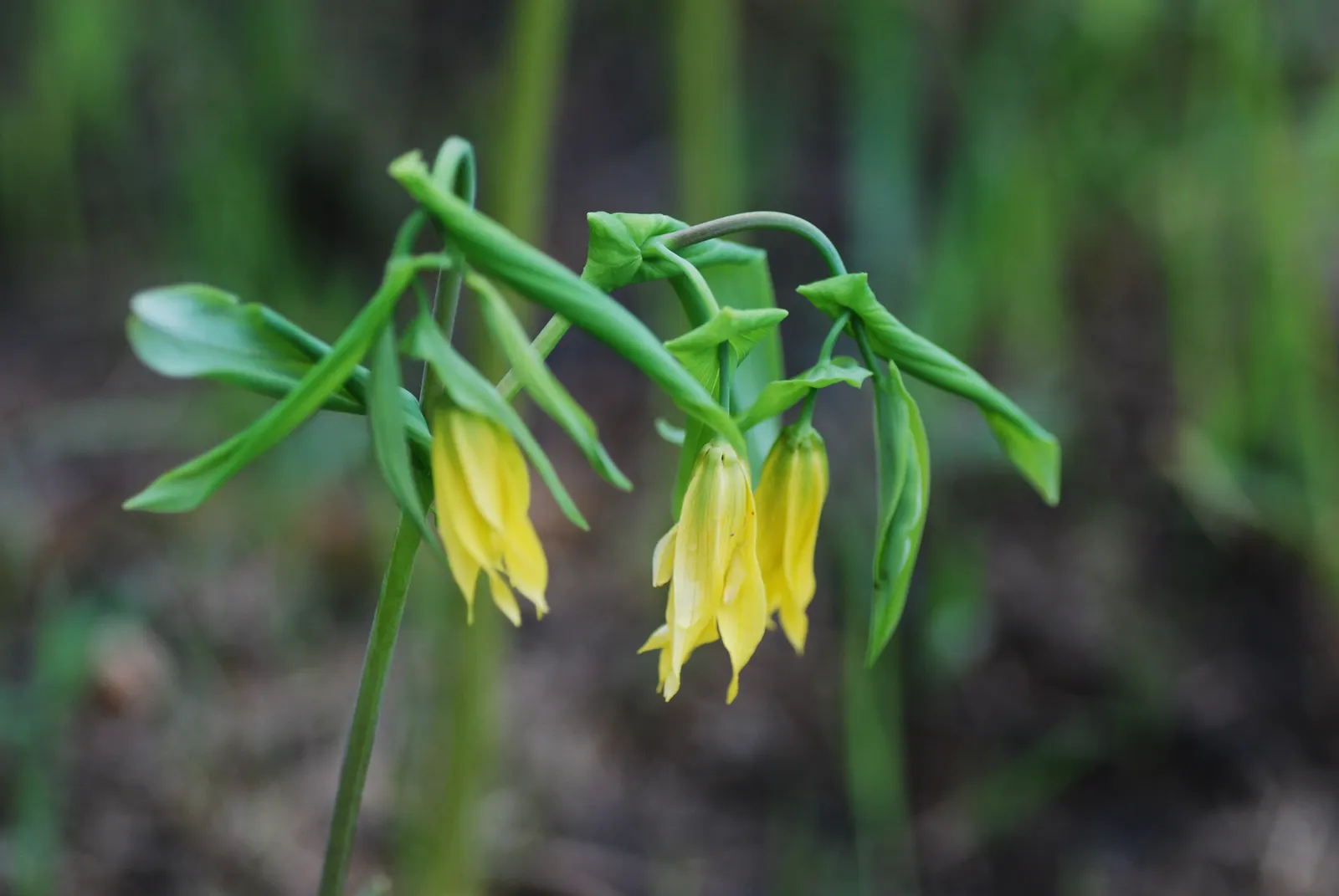 Bellwort (Uvularia Grandiflora) — Preferring partial to full shade and moist; a component of the Colchicaceae family, image 97