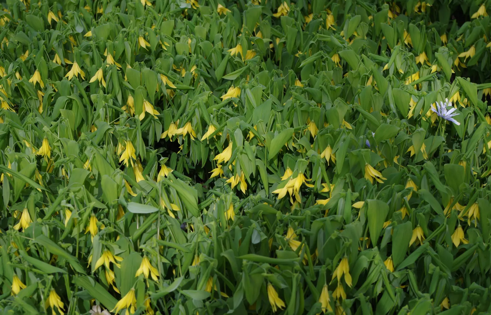 Bellwort (Uvularia Grandiflora) — where its serene flowers and foliage can provide a natural