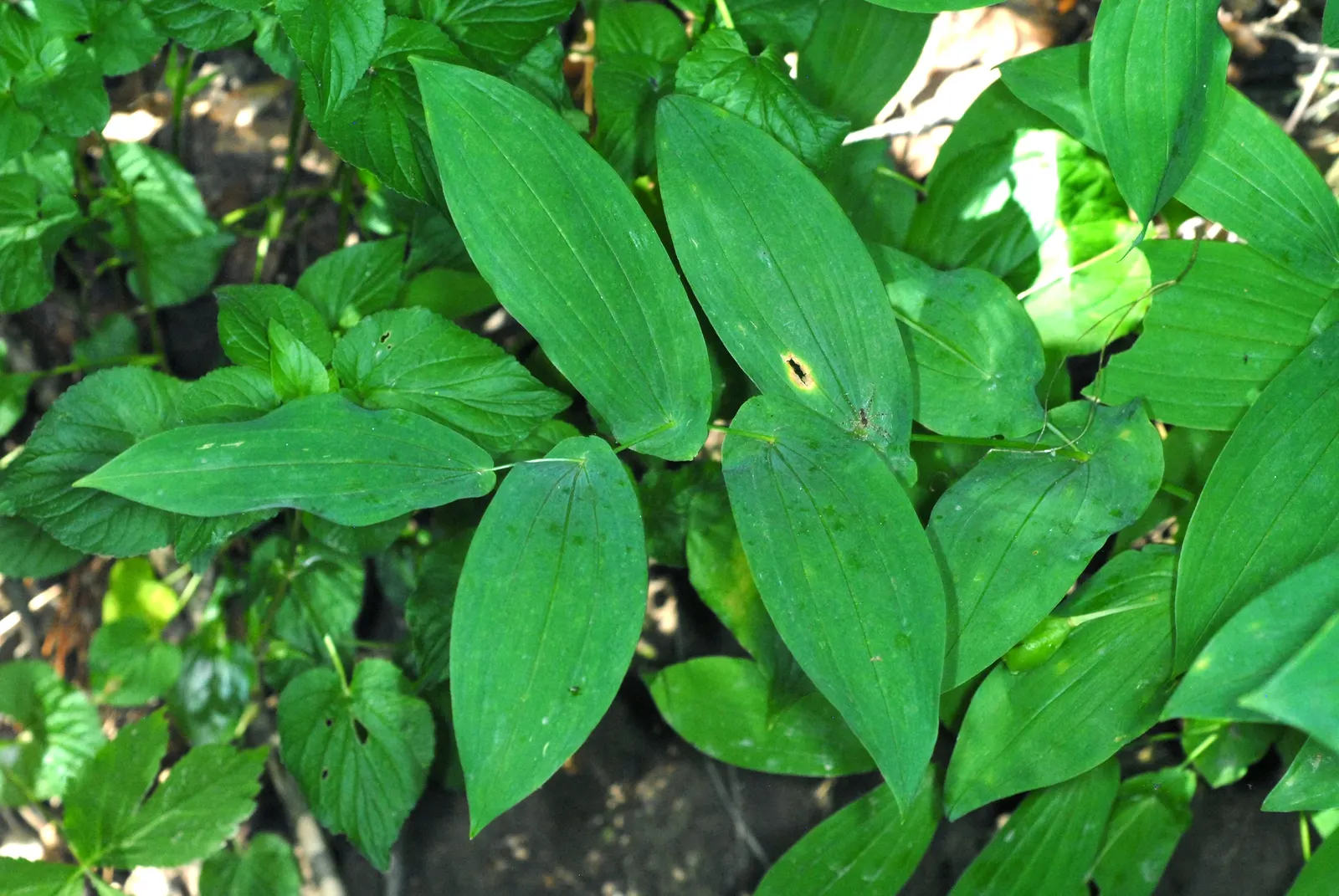 Bellwort (Uvularia Grandiflora) — These bell-shaped blooms not only offer a subtle aesthetic quality but also attract a variety of pollinators, image 109