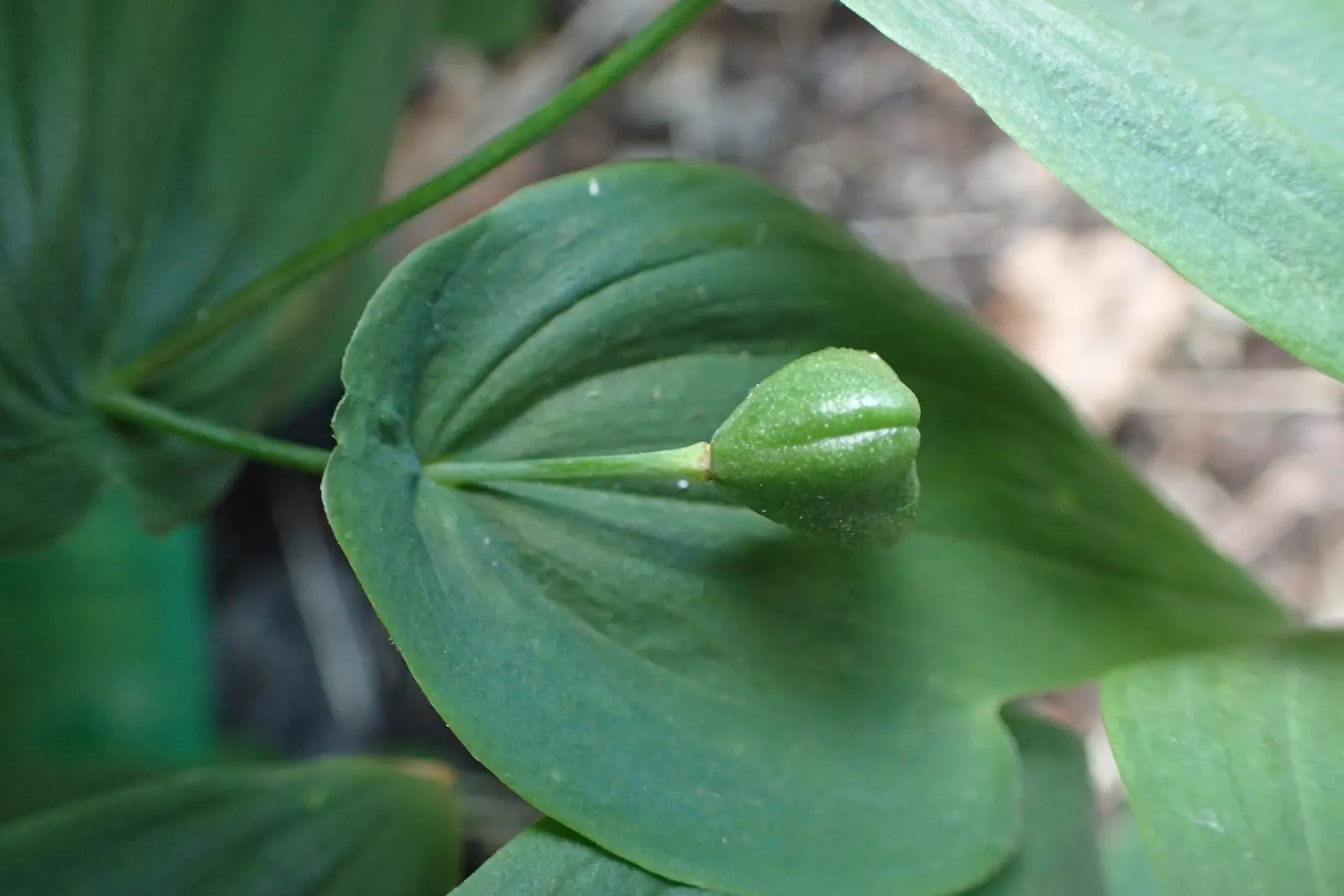 Bellwort (Uvularia Grandiflora) — smooth texture that adds to its visual appeal; it boasts pendulous, bell-shaped yellow flowers up to 2 inches, image 129