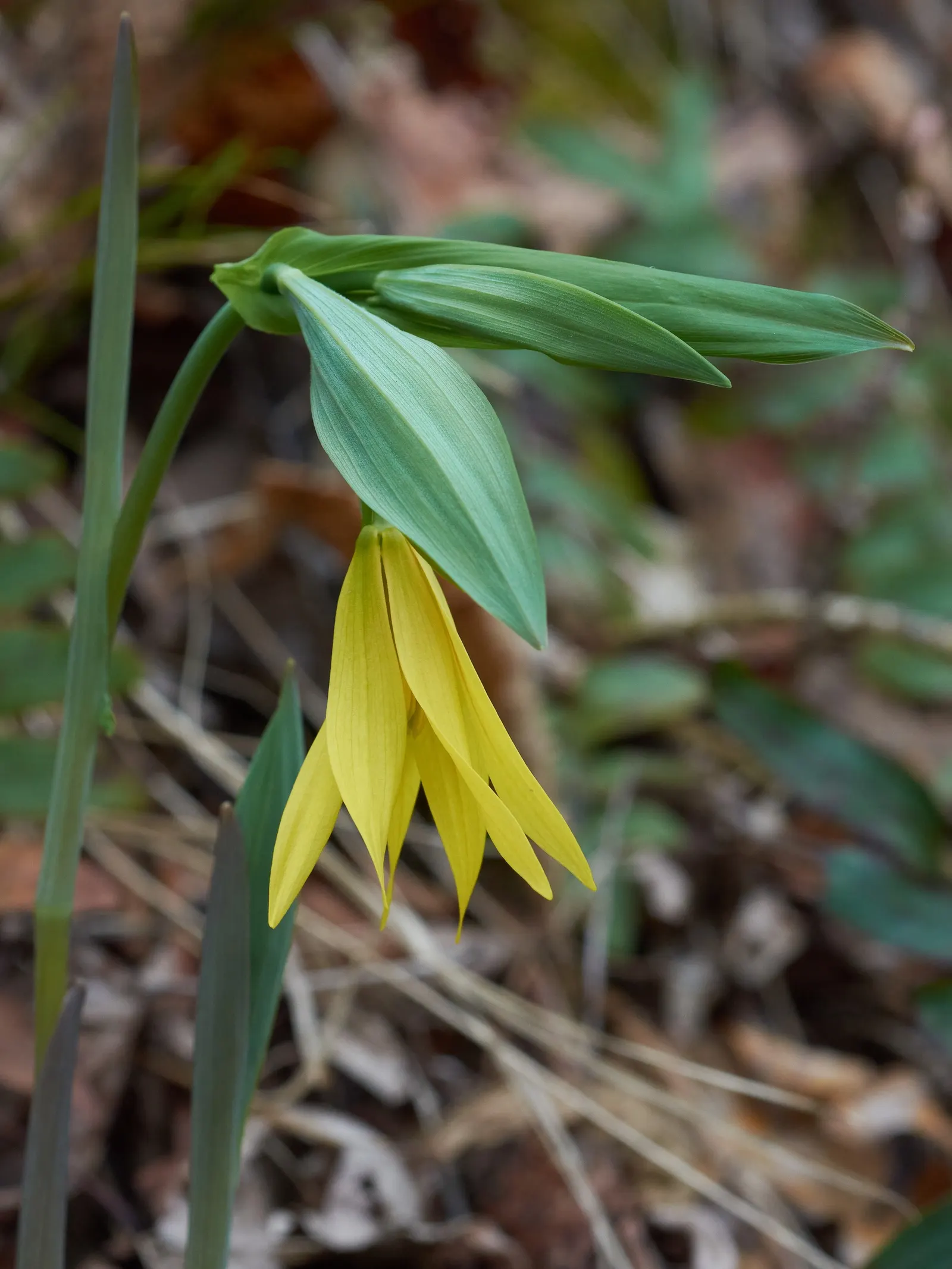 Bellwort (Uvularia Grandiflora) — smooth texture that adds to its visual appeal