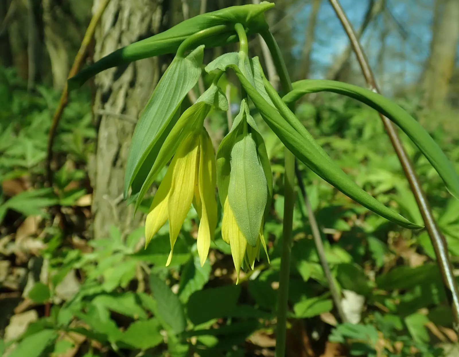 Bellwort (Uvularia Grandiflora) — it thrives in USDA hardiness zones 3 through 9; yellow flowers in the garden, image 79
