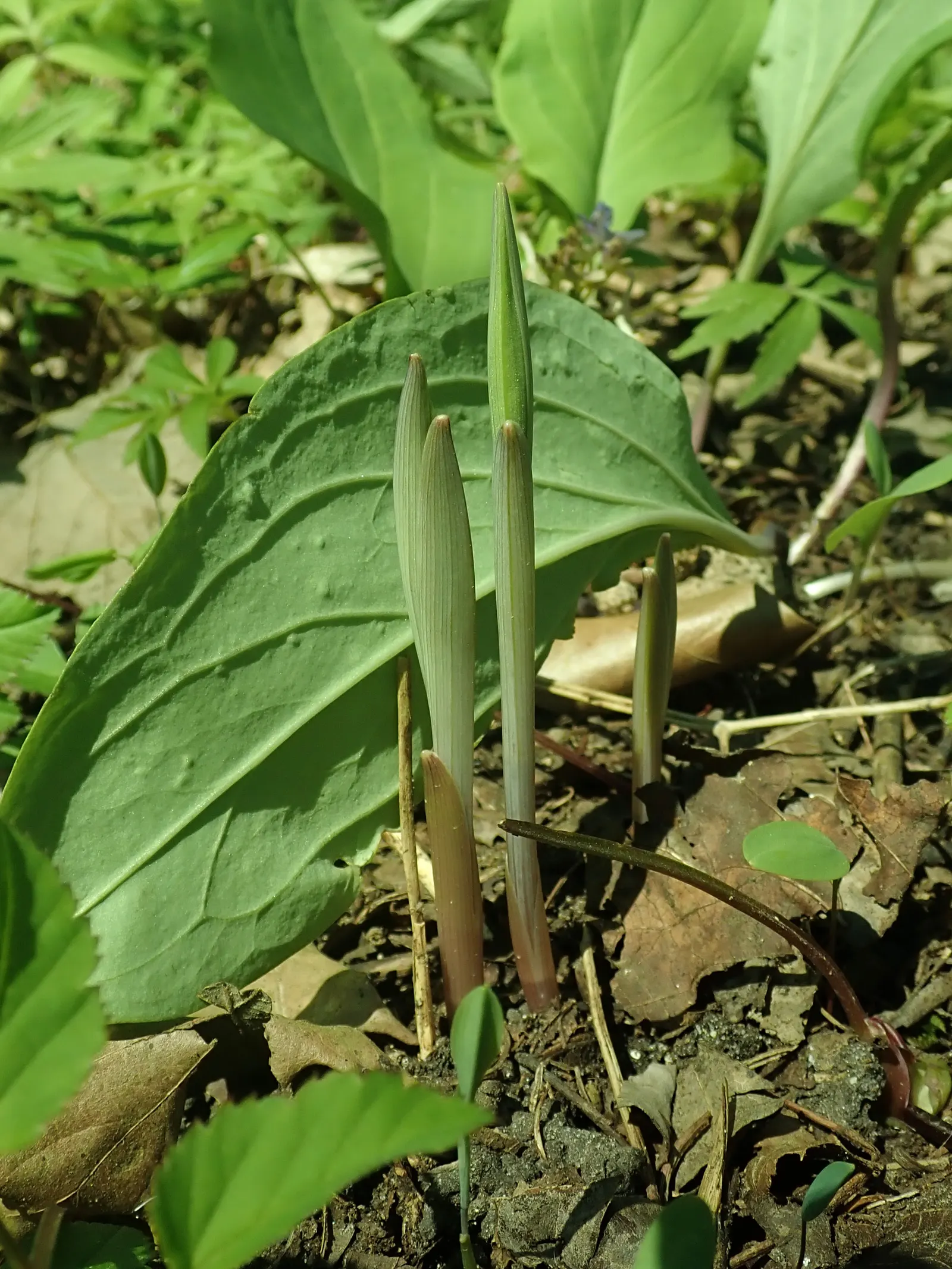 Bellwort (Uvularia Grandiflora) — which are approximately 1 to 2 inches in length; these bell-shaped blooms not only offer a subtle aesthetic, image 62