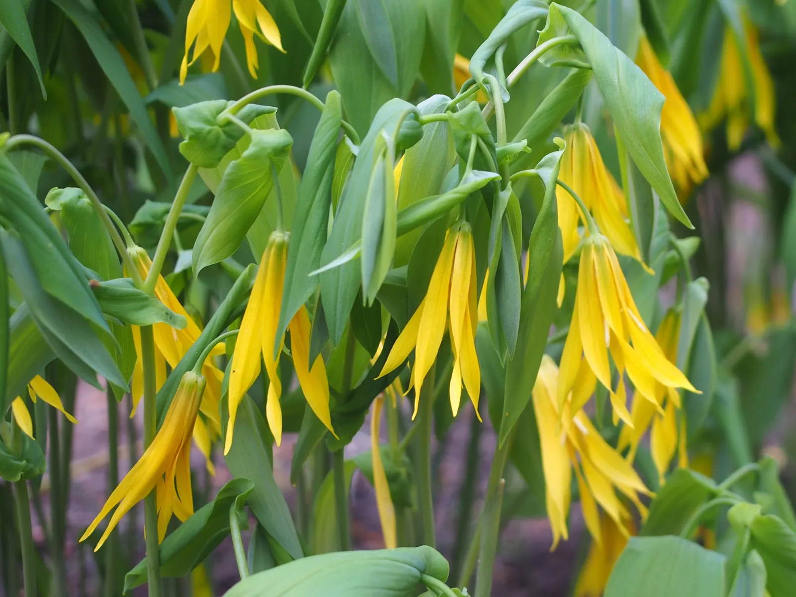 Bellwort (Uvularia Grandiflora) — is a charming woodland perennial reaching 12-18 inches in height; exemplifying its adaptability to a range of temperate