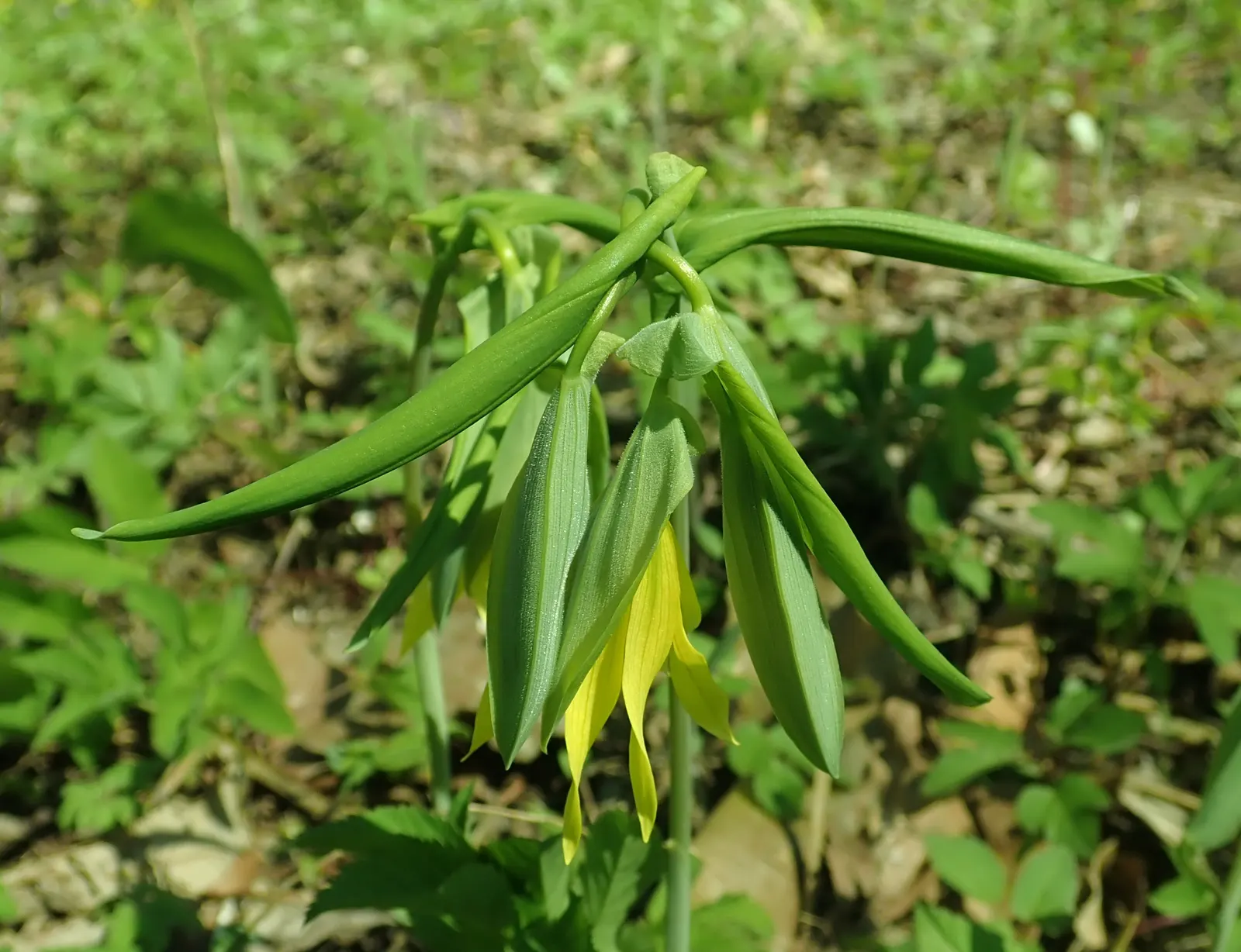Bellwort (Uvularia Grandiflora) — including bees and butterflies.<br><br>Maintenance for the bellwort is minimal; is a charming herbaceous, image 133