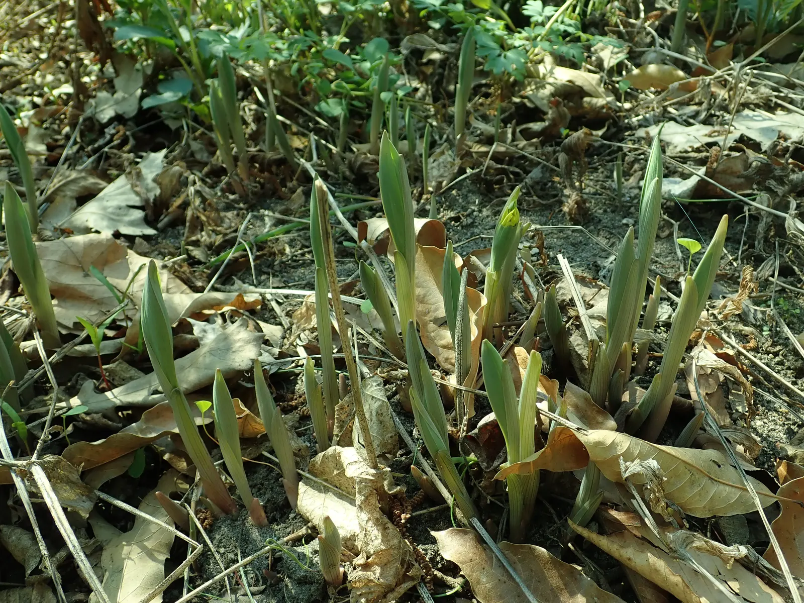 Bellwort (Uvularia Grandiflora) — bulb / perennial for deep shade or shade; woodland aesthetic for the client to enjoy, image 92