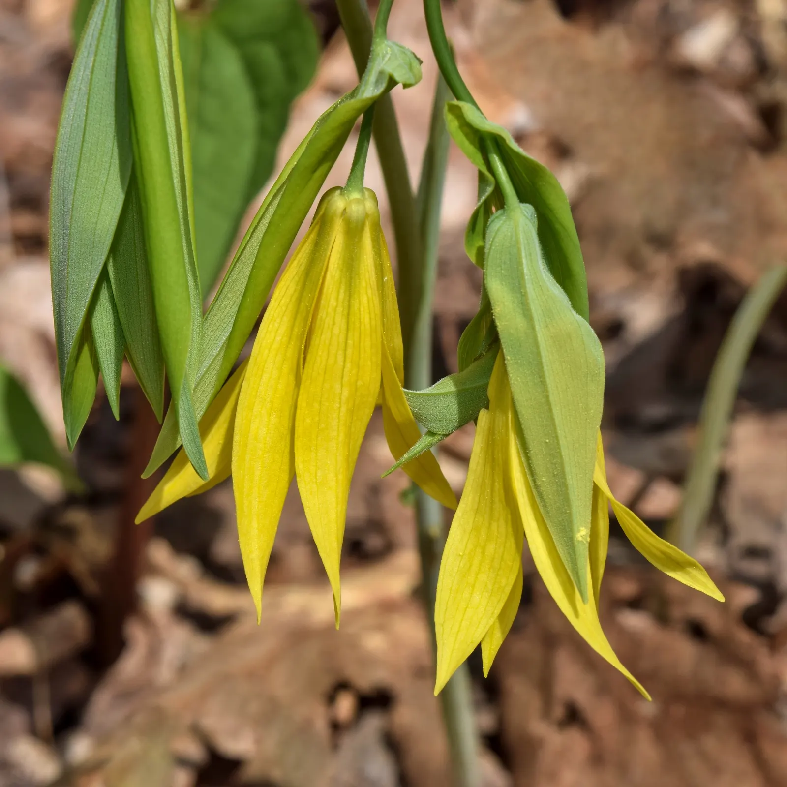 Bellwort (Uvularia Grandiflora) — exemplifying its adaptability to a range of temperate conditions; preferring partial to full shade and moist