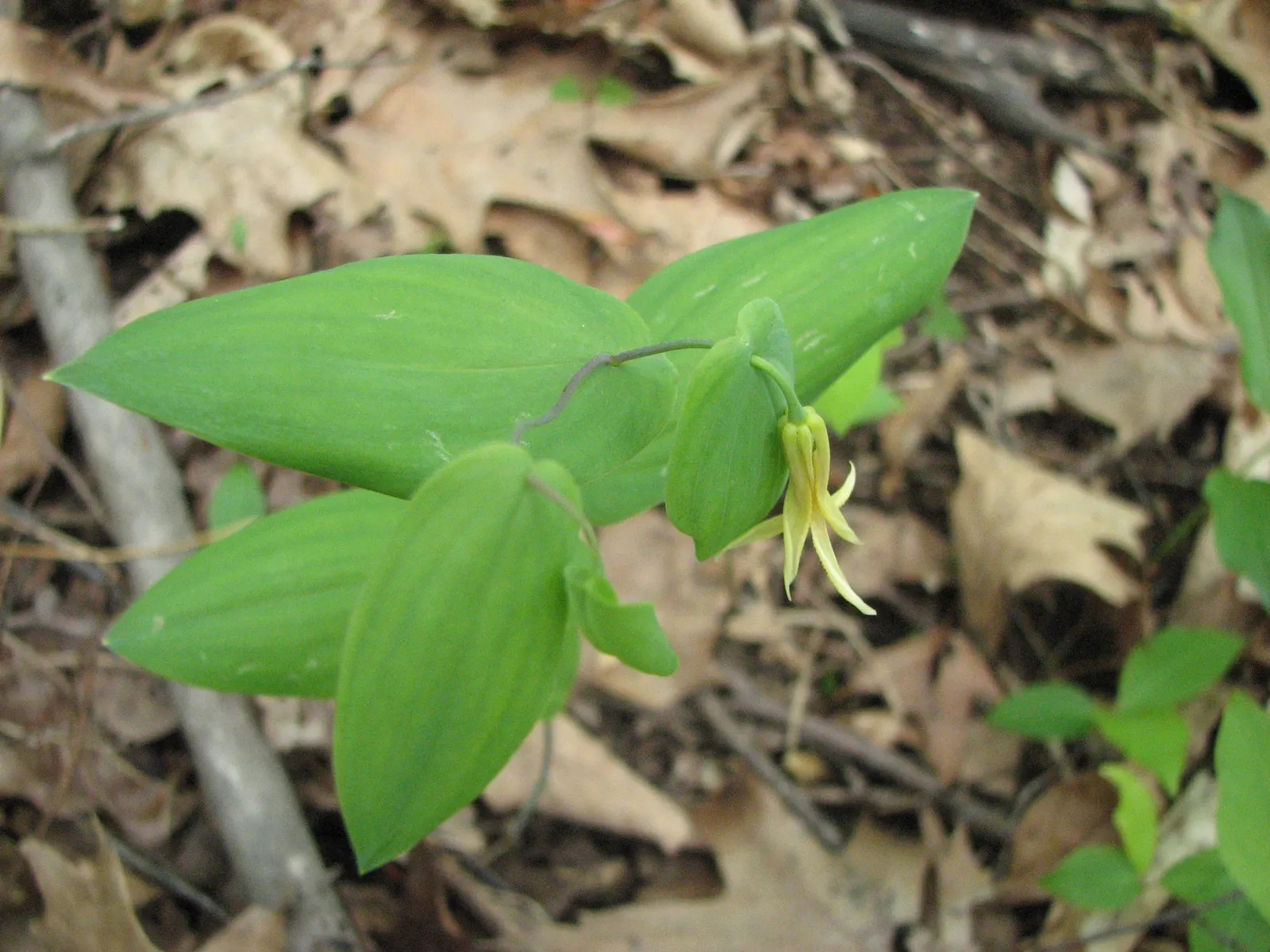 Bellwort (Uvularia Grandiflora) — which are approximately 1 to 2 inches in length