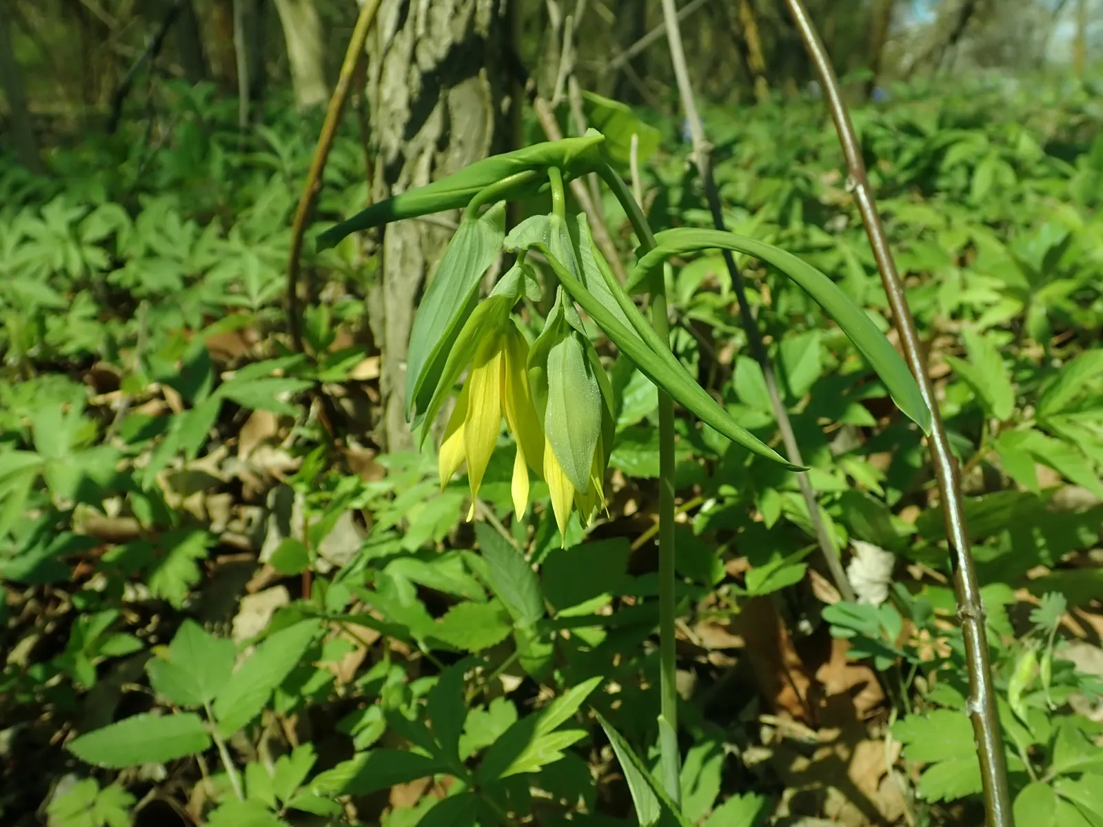 Bellwort (Uvularia Grandiflora) — which are approximately 1 to 2 inches in length; these bell-shaped blooms not only offer a subtle aesthetic, image 85