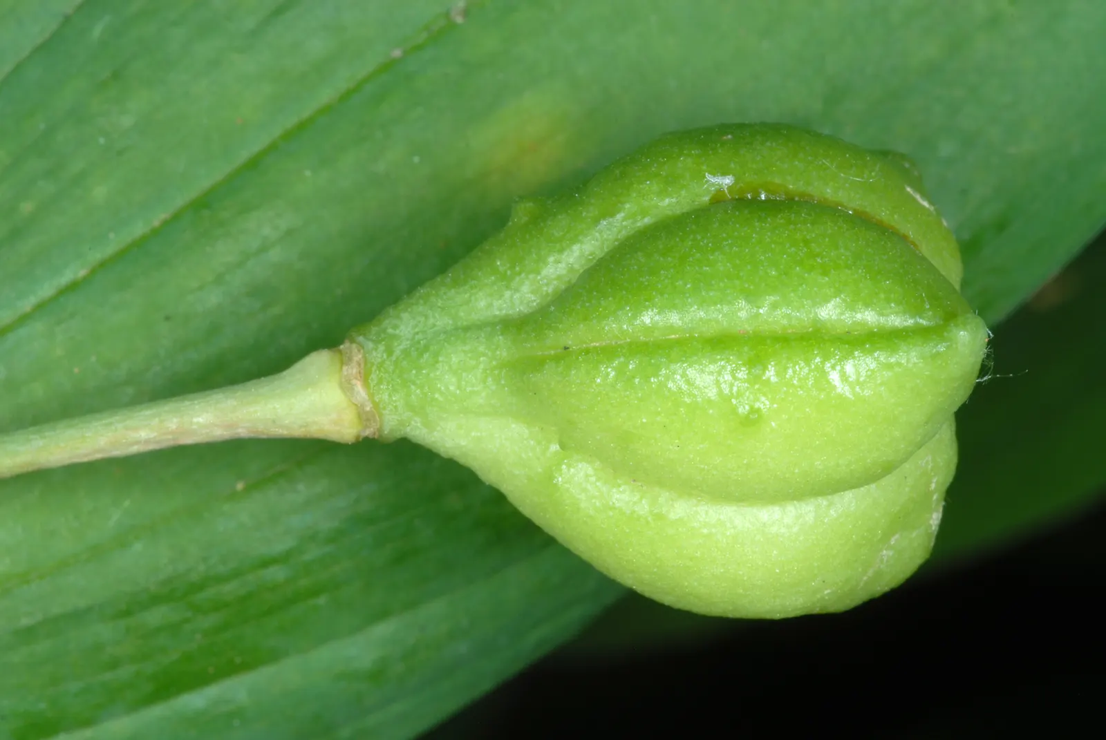 Bellwort (Uvularia Grandiflora) — A component of the Colchicaceae family; smooth texture that adds to its visual appeal, image 101