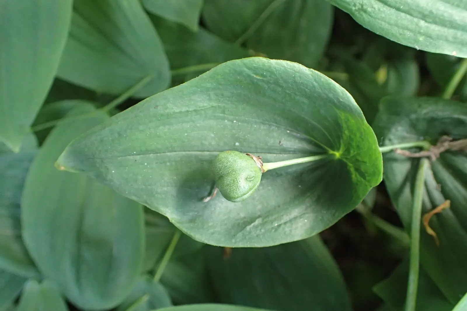 Bellwort (Uvularia Grandiflora) — bulb / perennial with yellow blooms; making it a perfect understory plant for woodland or naturalized garden, image 91