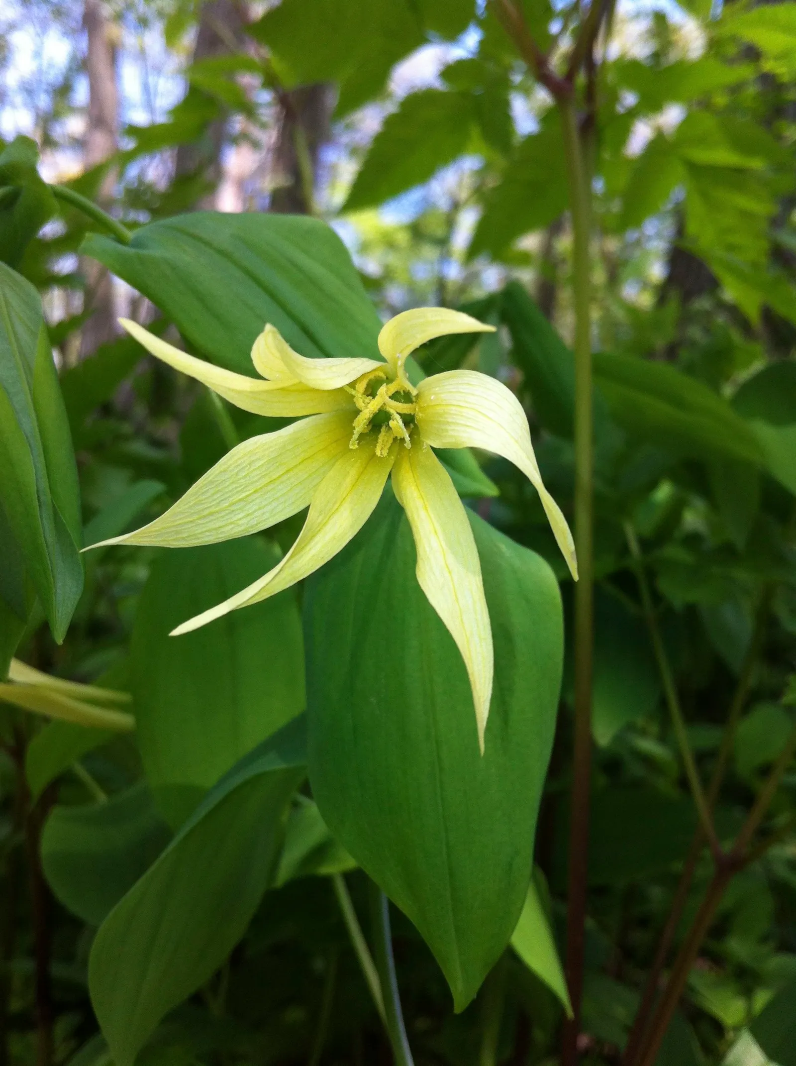 Bellwort (Uvularia Grandiflora) — bulb / perennial for deep shade or shade