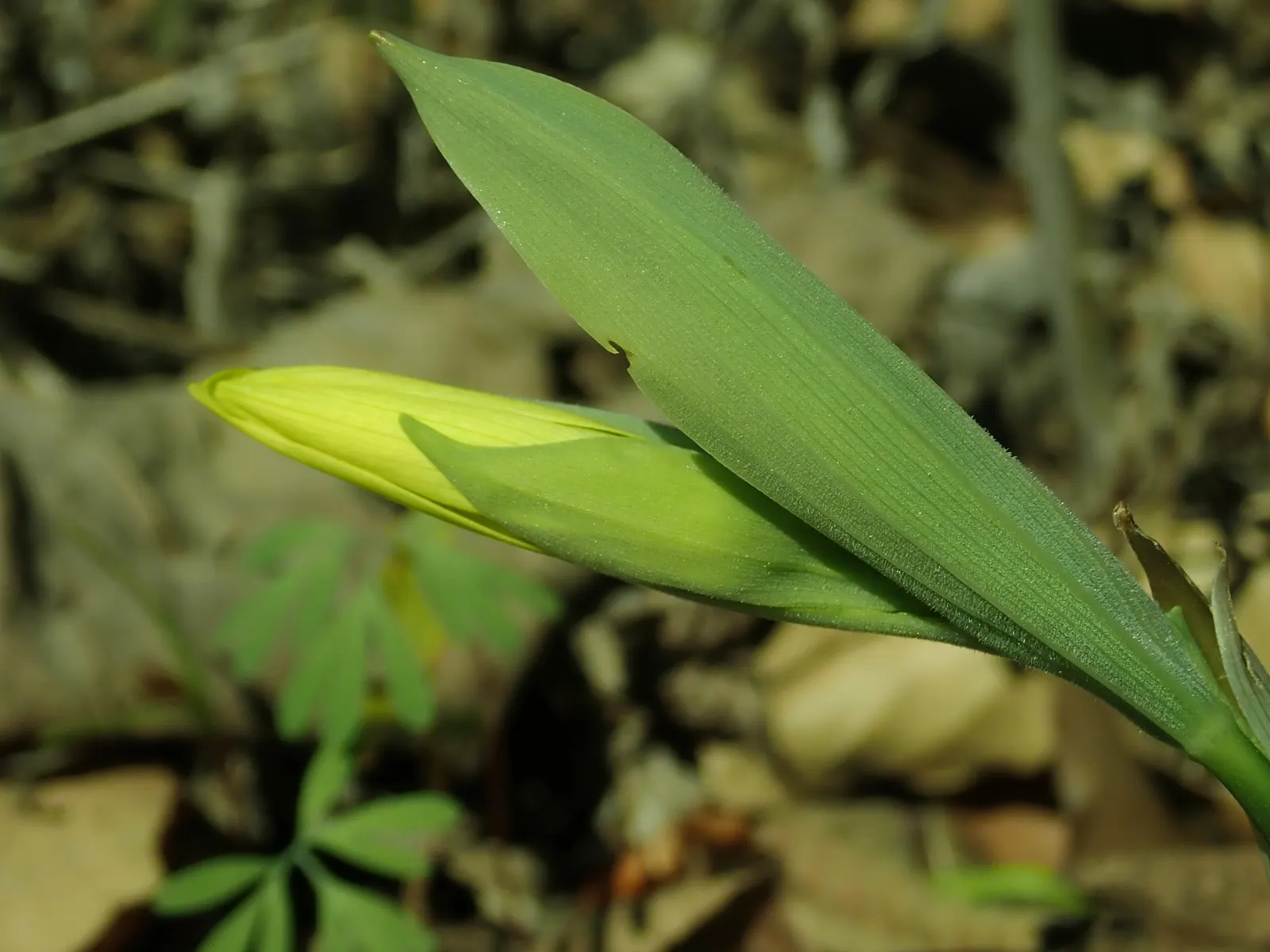 Bellwort (Uvularia Grandiflora) — is a charming herbaceous perennial indigenous to Eastern North America