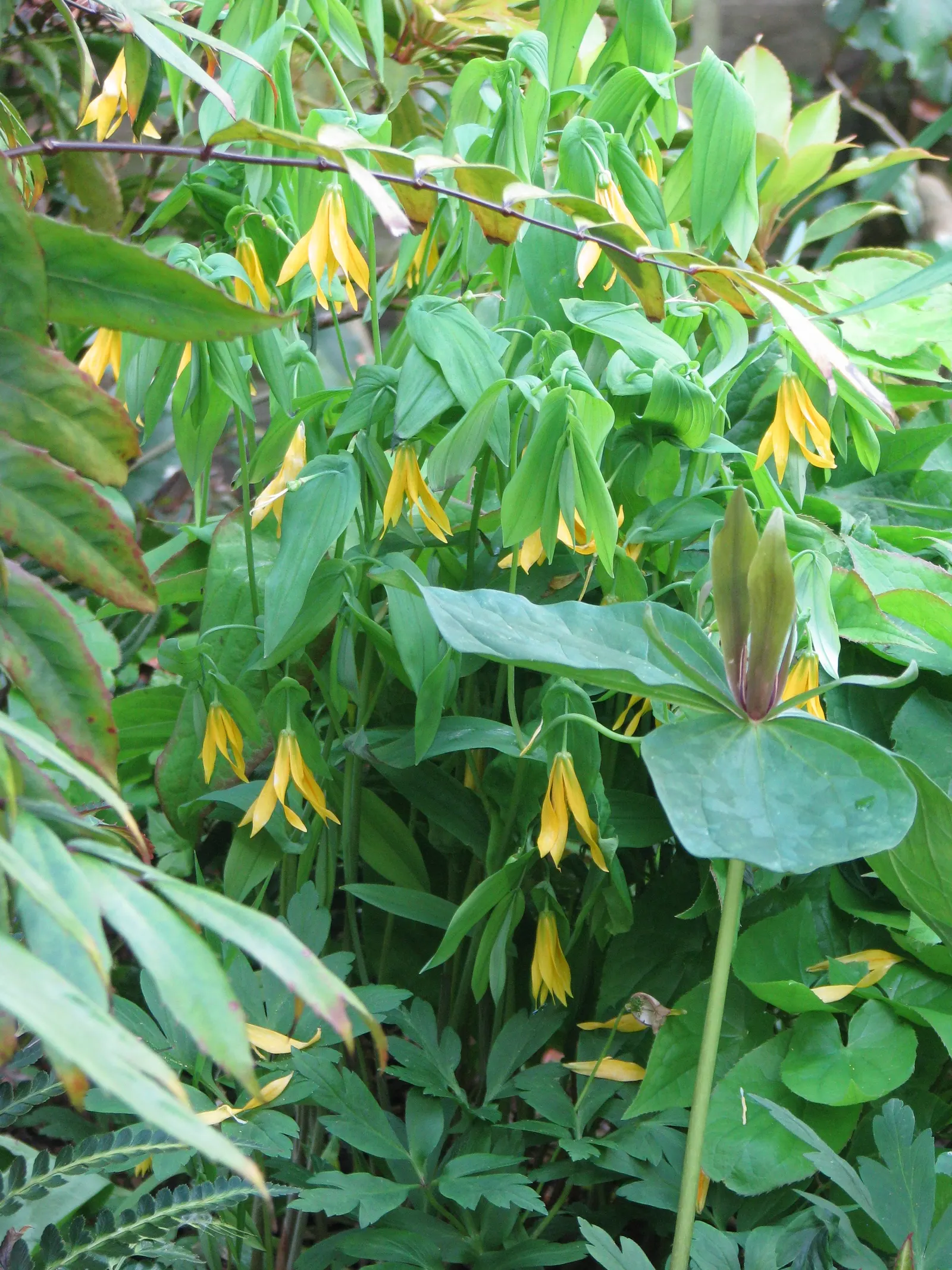 Bellwort (Uvularia Grandiflora) — is a charming woodland perennial reaching 12-18 inches in height; exemplifying its adaptability to a range of, image 117