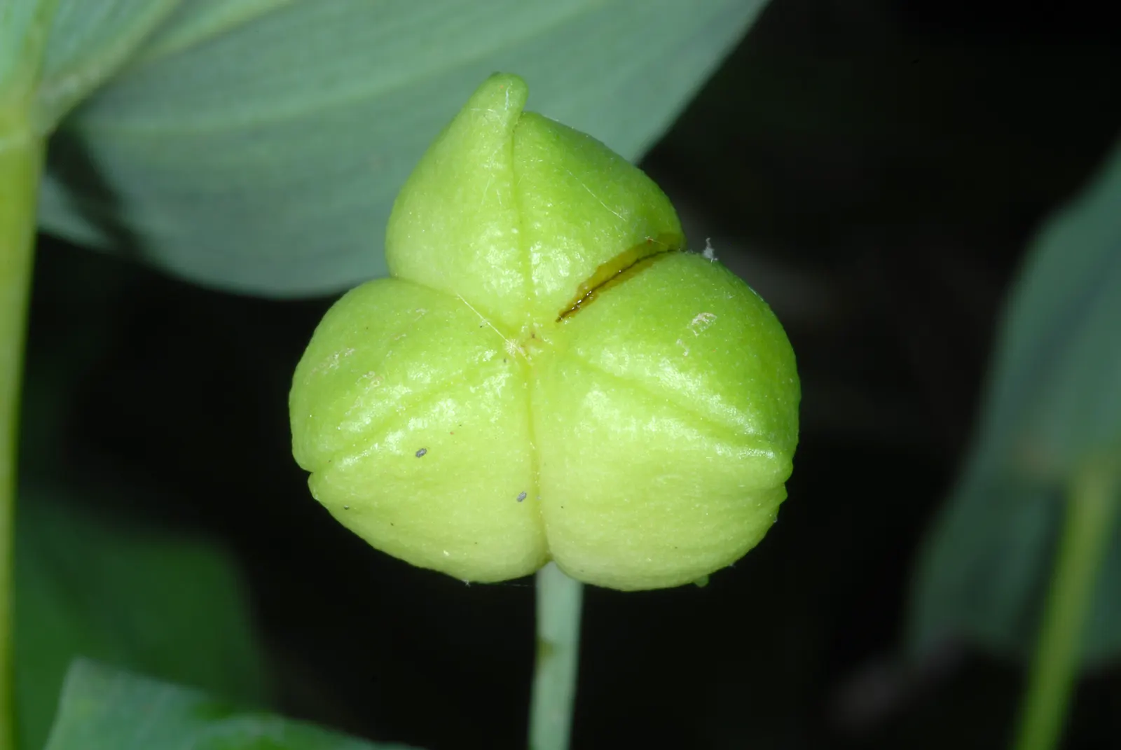 Bellwort (Uvularia Grandiflora) — yellow flowers in the garden; naturalistic accent to shade gardens, image 67
