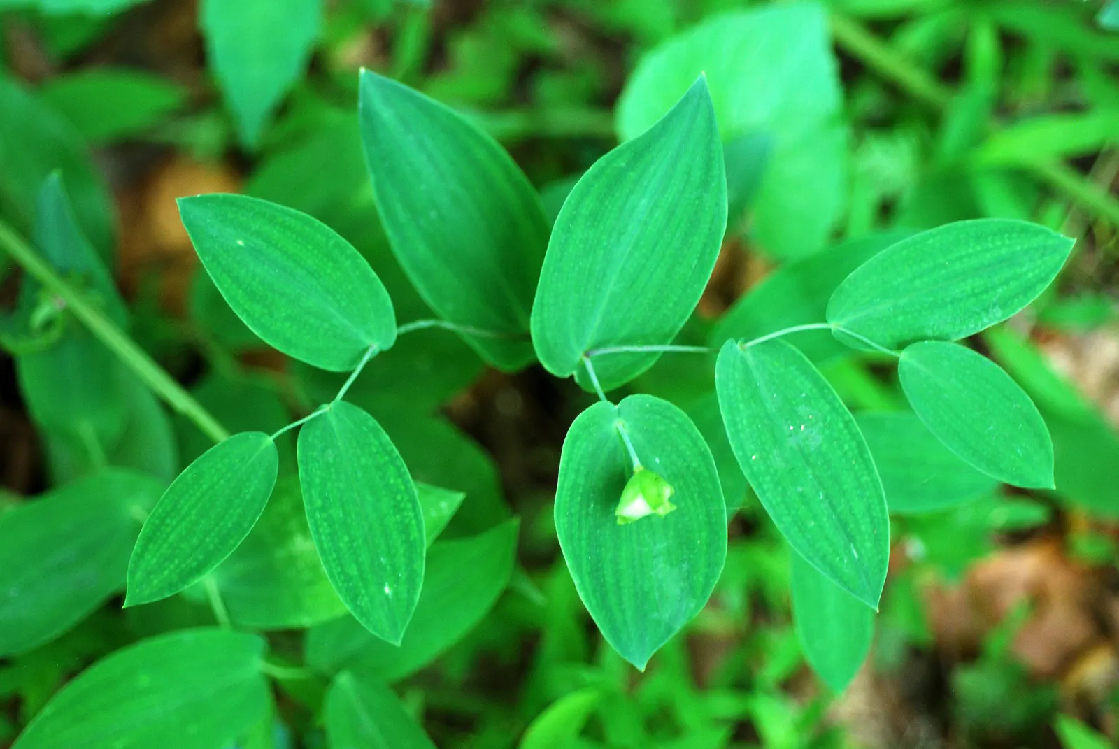 Bellwort (Uvularia Grandiflora) — yellow flowers in the garden