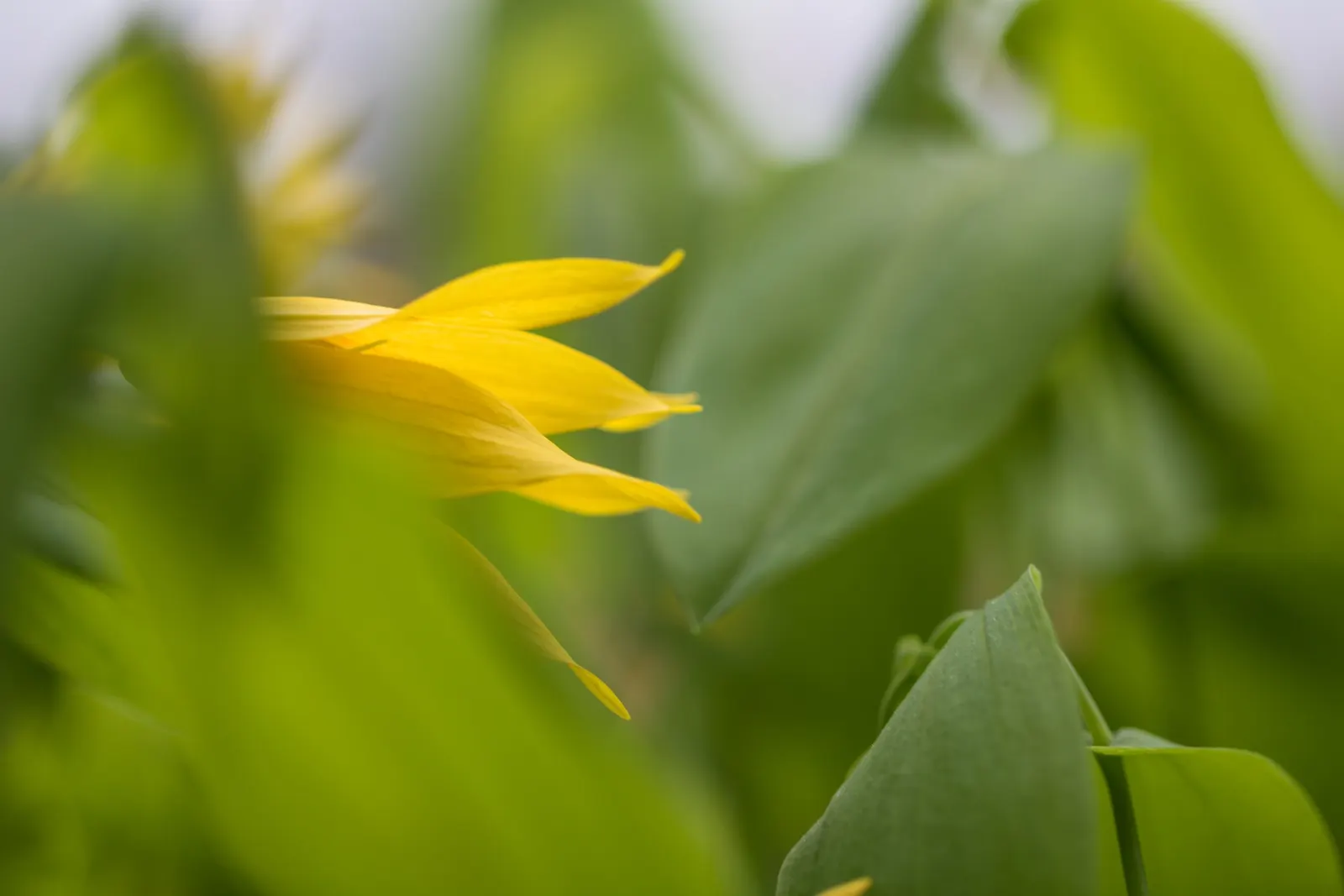 Bellwort (Uvularia Grandiflora) — making it a perfect understory plant for woodland or naturalized garden settings