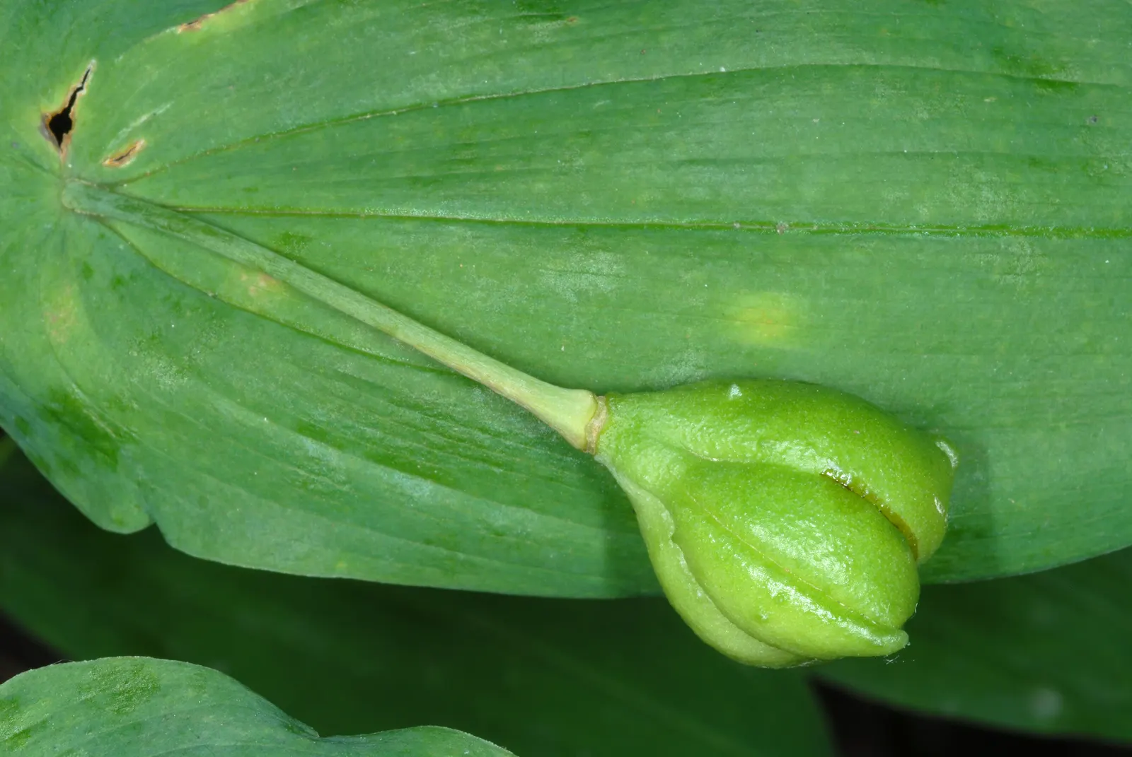 Bellwort (Uvularia Grandiflora) — exemplifying its adaptability to a range of temperate conditions; preferring partial to full shade and moist, image 80