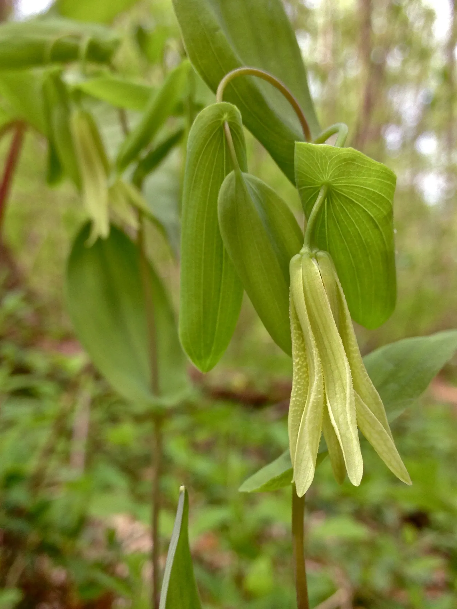 Bellwort (Uvularia Grandiflora) — It boasts pendulous, bell-shaped yellow flowers up to 2 inches long in spring
