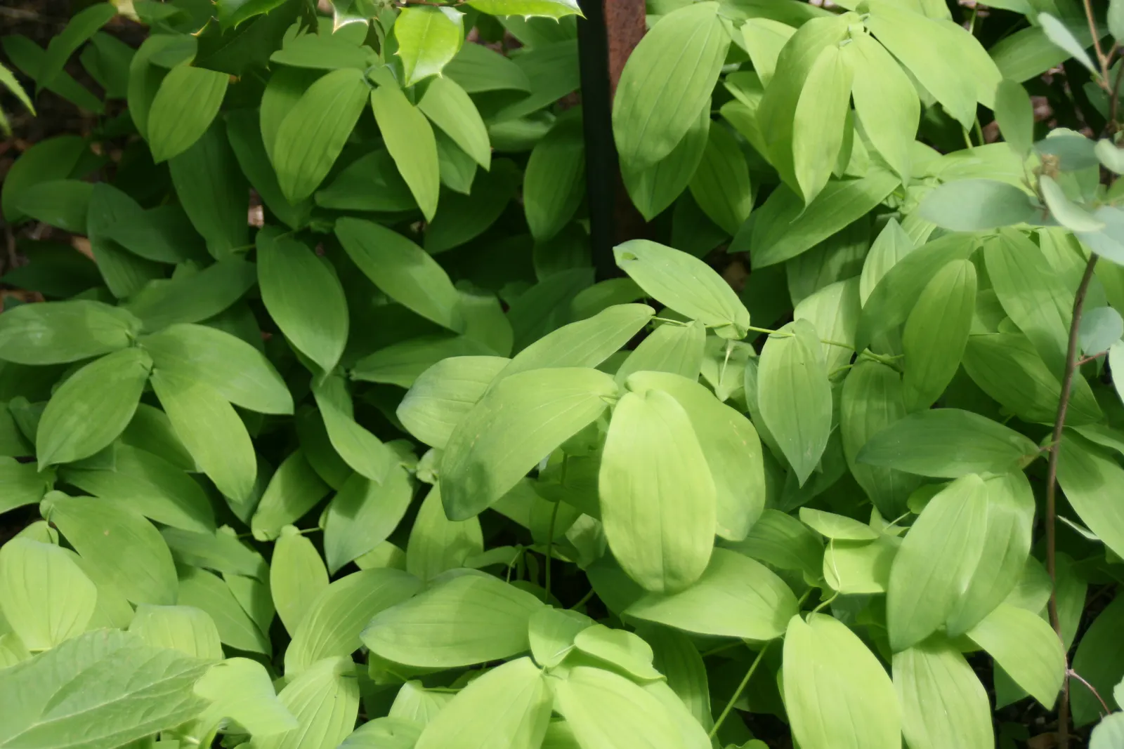 Bellwort (Uvularia Grandiflora) — making it a perfect understory plant for woodland or naturalized garden settings; where its serene flowers and, image 128