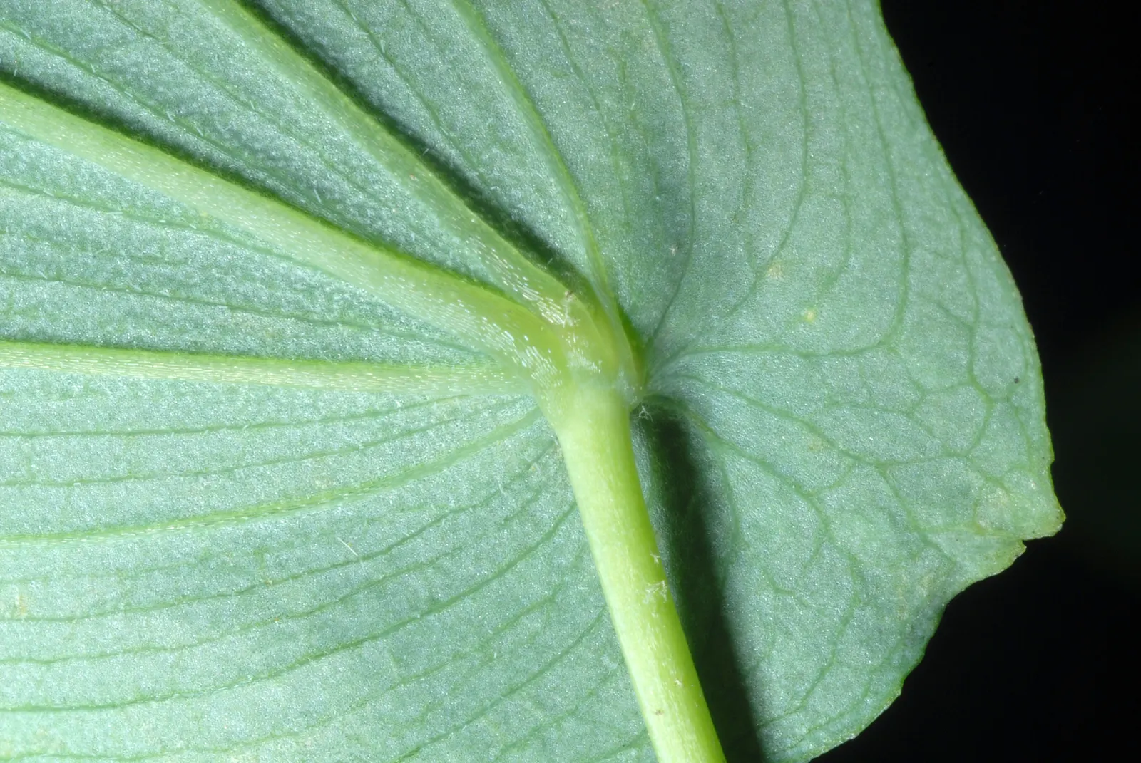 Bellwort (Uvularia Grandiflora) — The bellwort flourishes in dappled shade