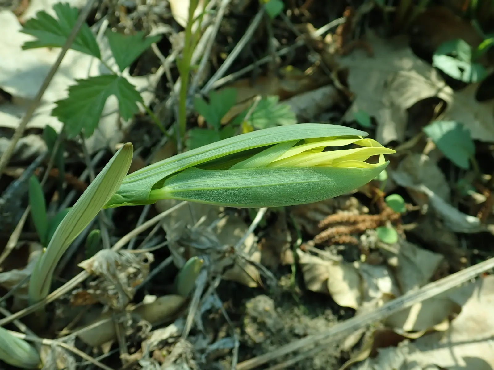 Bellwort (Uvularia Grandiflora) — including bees and butterflies.<br><br>Maintenance for the bellwort is minimal; is a charming herbaceous, image 64