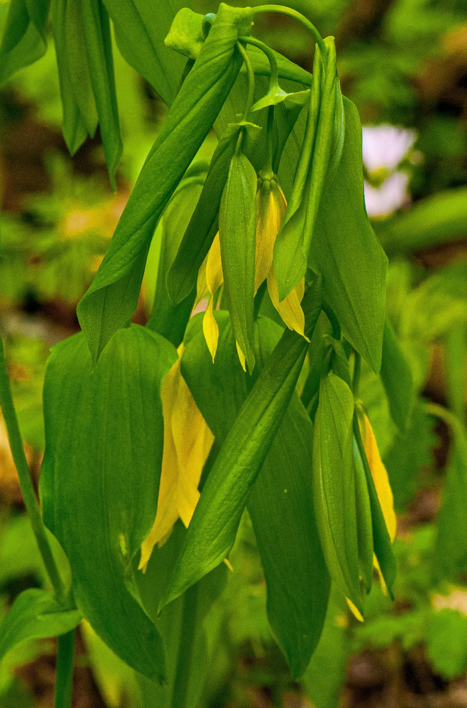 Bellwort (Uvularia Grandiflora) — the bellwort produces pendulous; it thrives in USDA hardiness zones 3 through 9