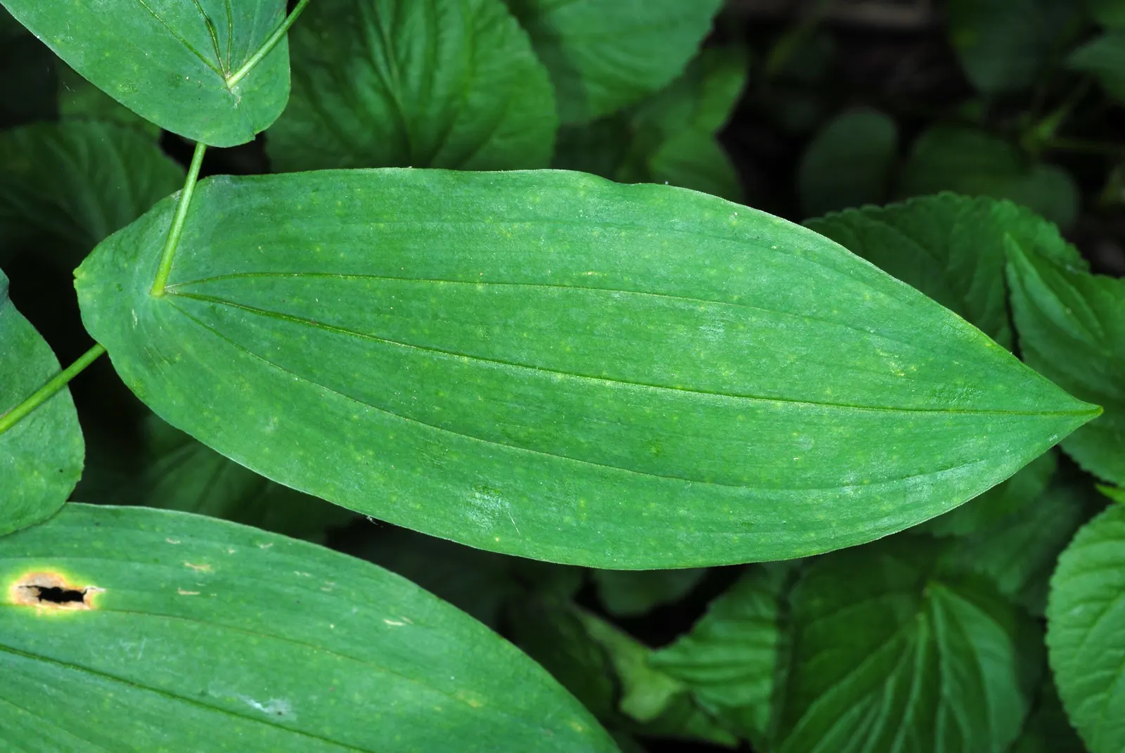 Bellwort (Uvularia Grandiflora) — It boasts pendulous, bell-shaped yellow flowers up to 2 inches long in spring; including bees and, image 95