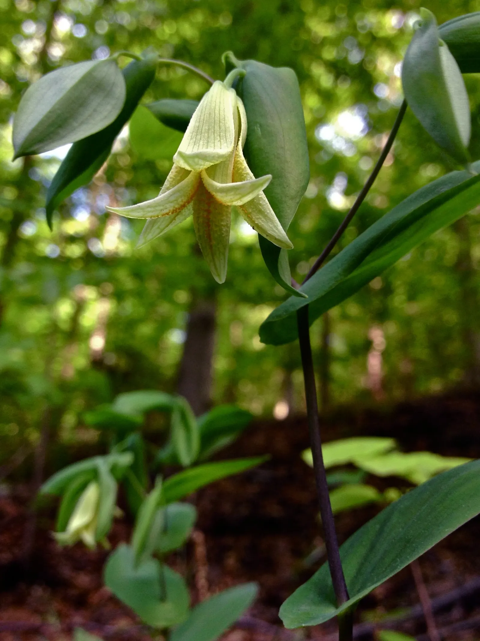 Bellwort (Uvularia Grandiflora) — bulb / perennial for deep shade or shade; woodland aesthetic for the client to enjoy