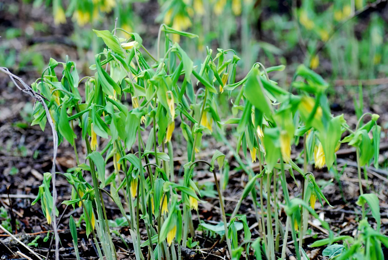 Bellwort (Uvularia Grandiflora) — A component of the Colchicaceae family; smooth texture that adds to its visual appeal, image 124