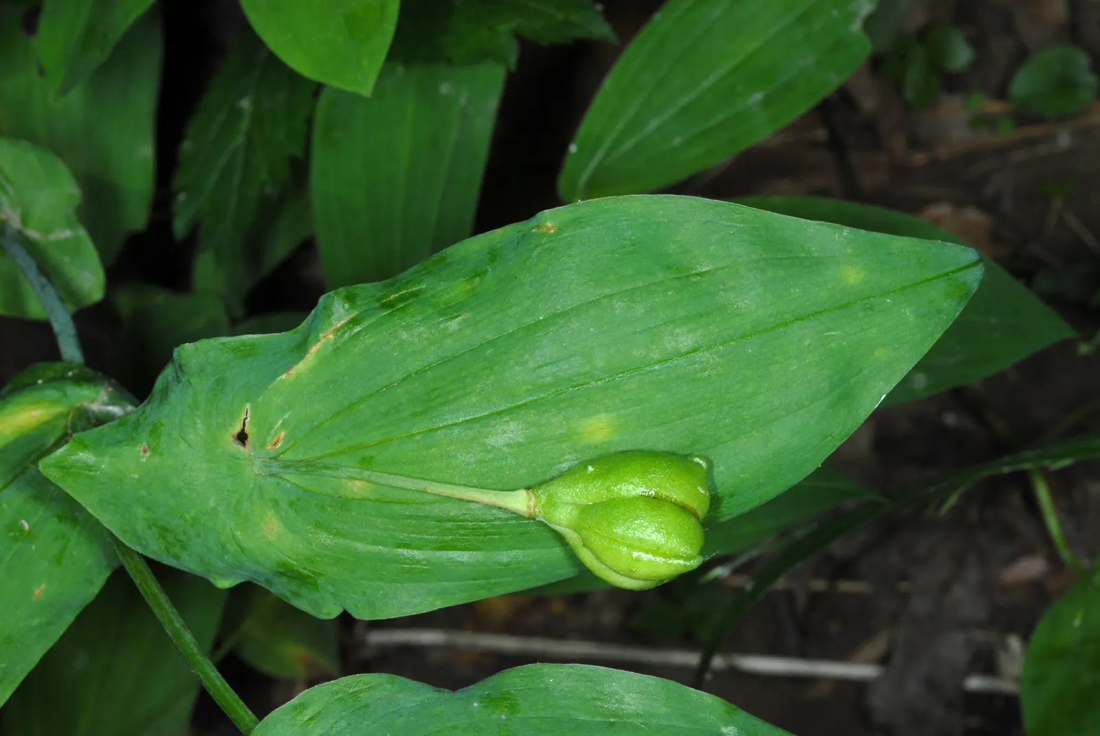 Bellwort (Uvularia Grandiflora) — the bellwort produces pendulous; it thrives in USDA hardiness zones 3 through 9, image 61